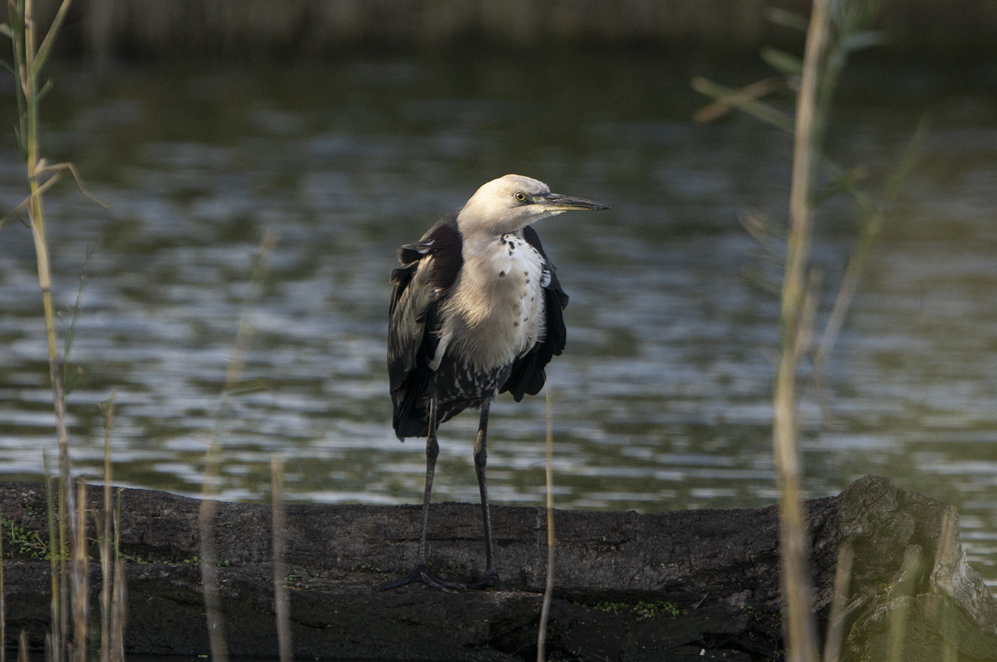 White-necked Heron (Image ID 35462)