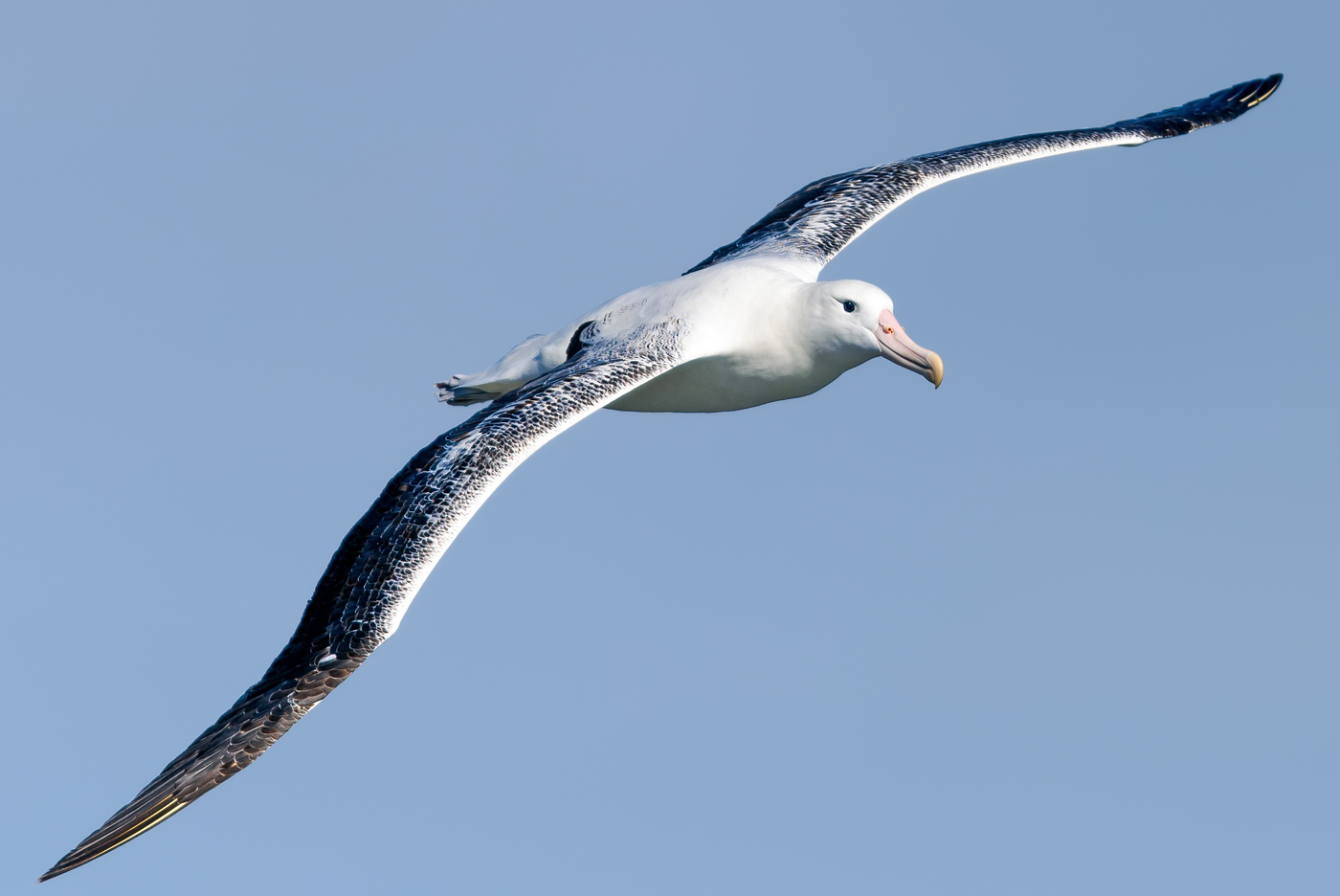 Southern Royal Albatross (Image ID 35144)