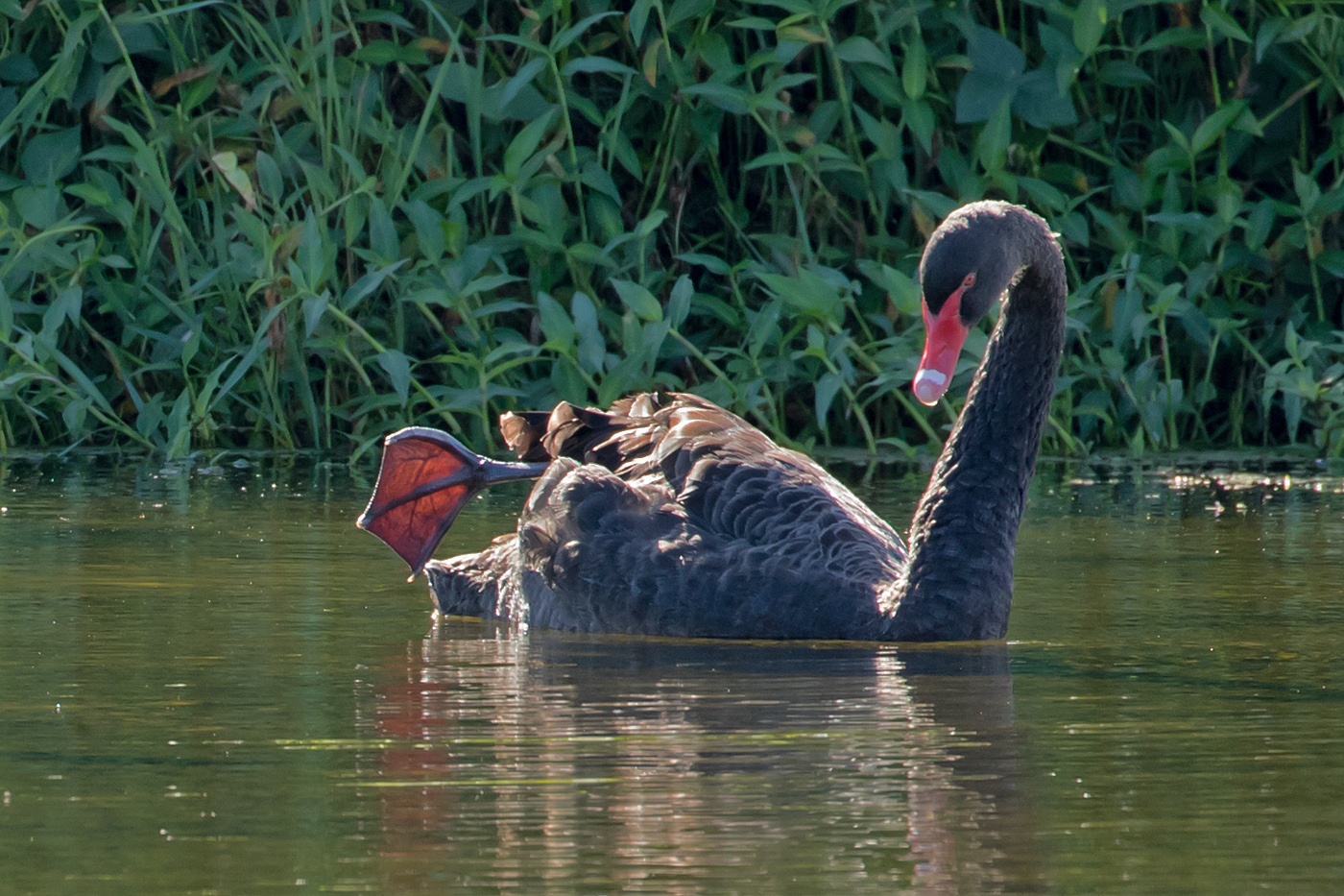 Black Swan (Image ID 35466)