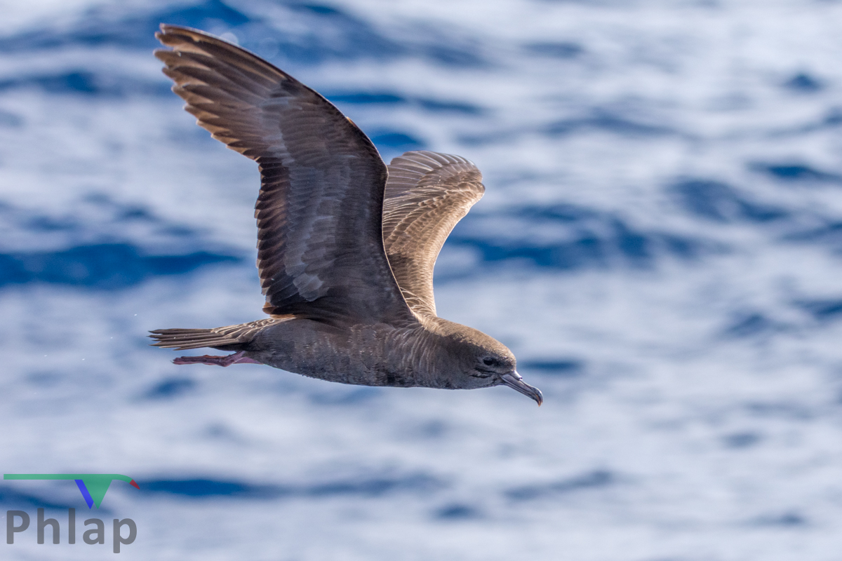Wedge-tailed Shearwater (Image ID 35373)