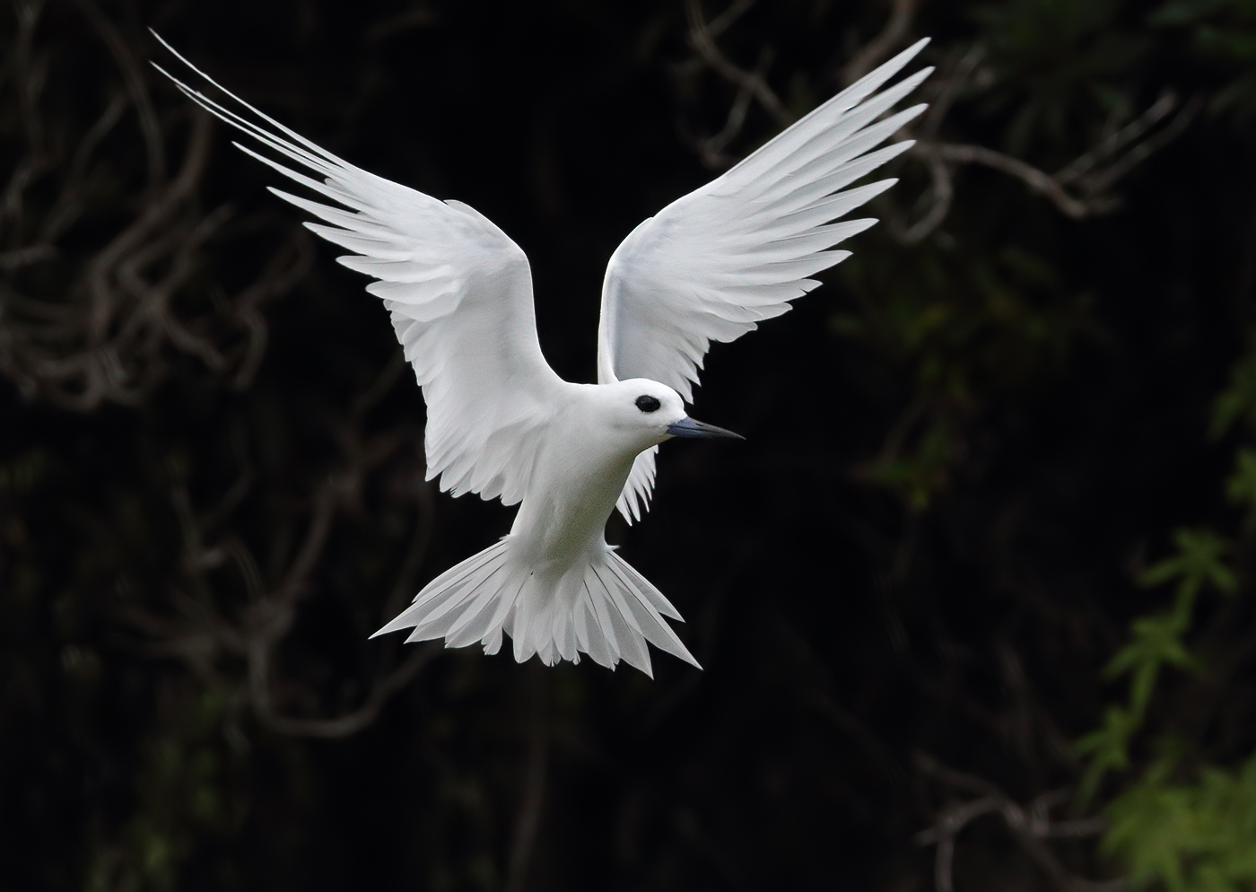 White Tern (Image ID 35134)