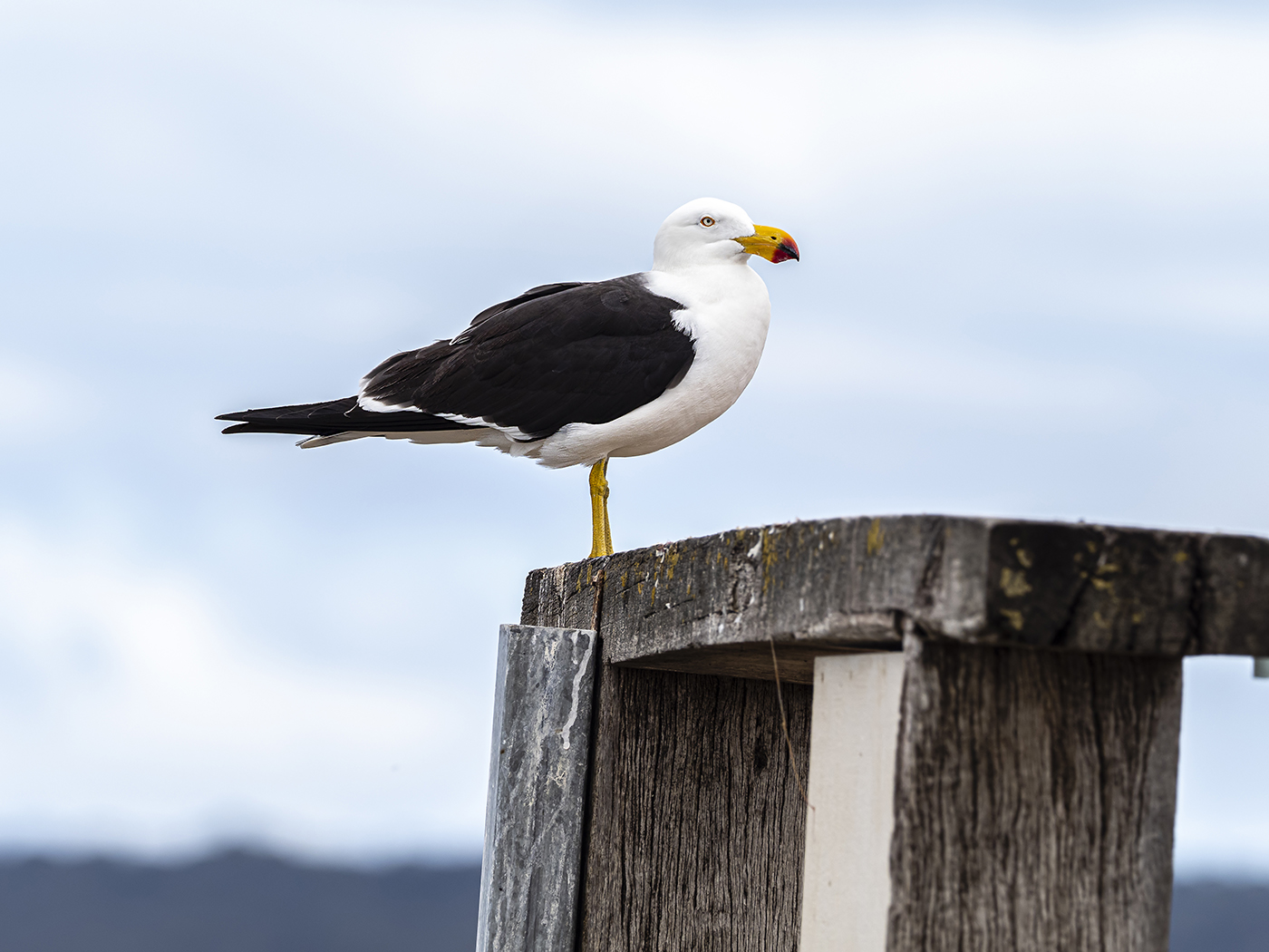 Pacific Gull (Image ID 35417)