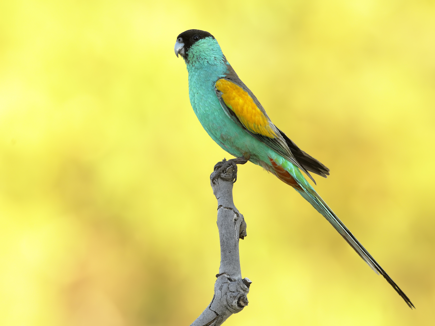 Hooded Parrot (Image ID 35455)