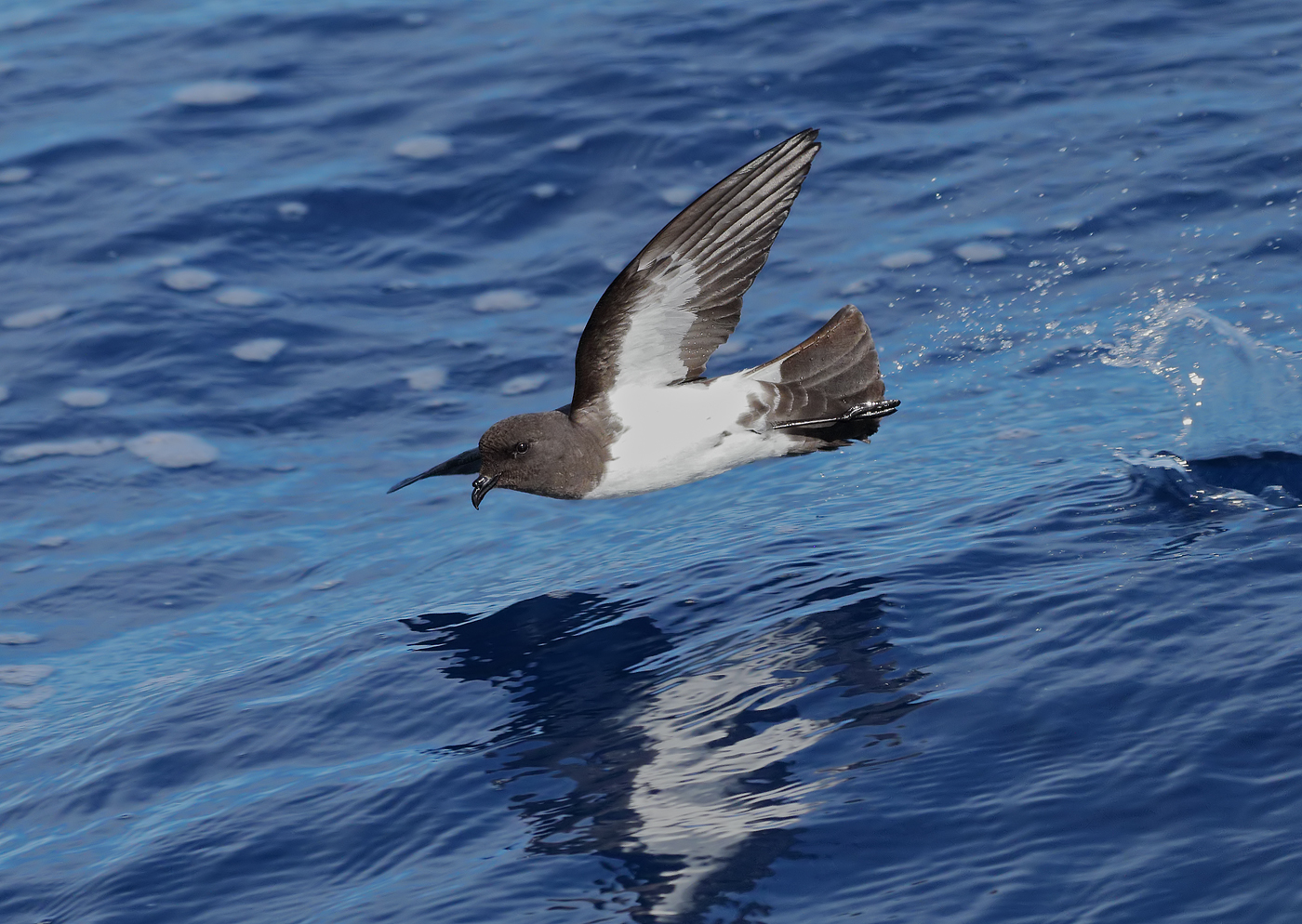 White-bellied Storm-Petrel (Image ID 35187)