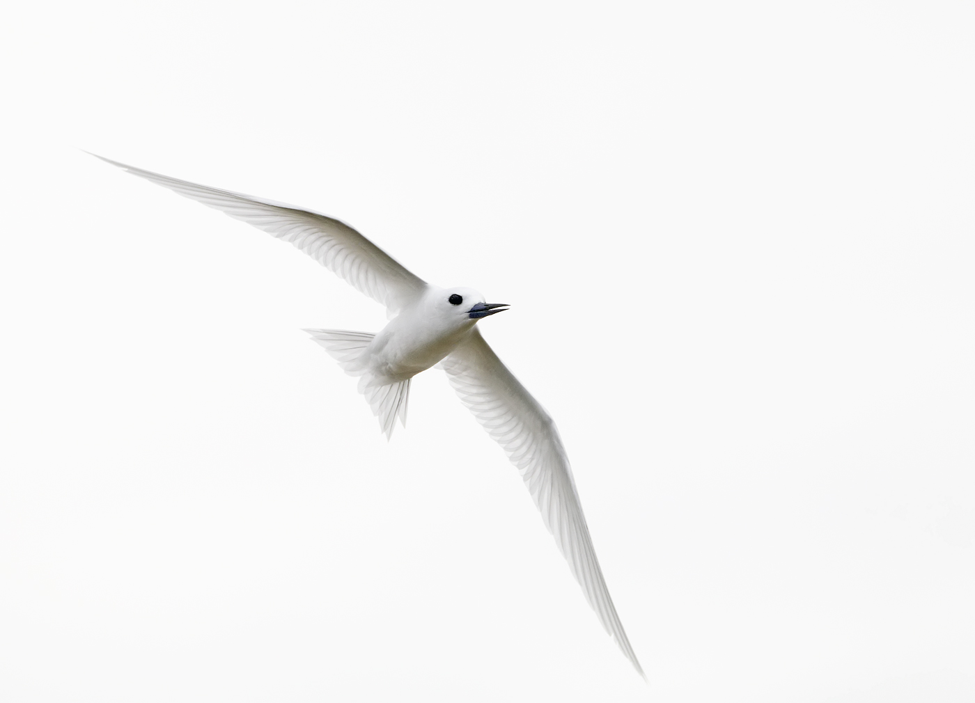 White Tern (Image ID 35133)