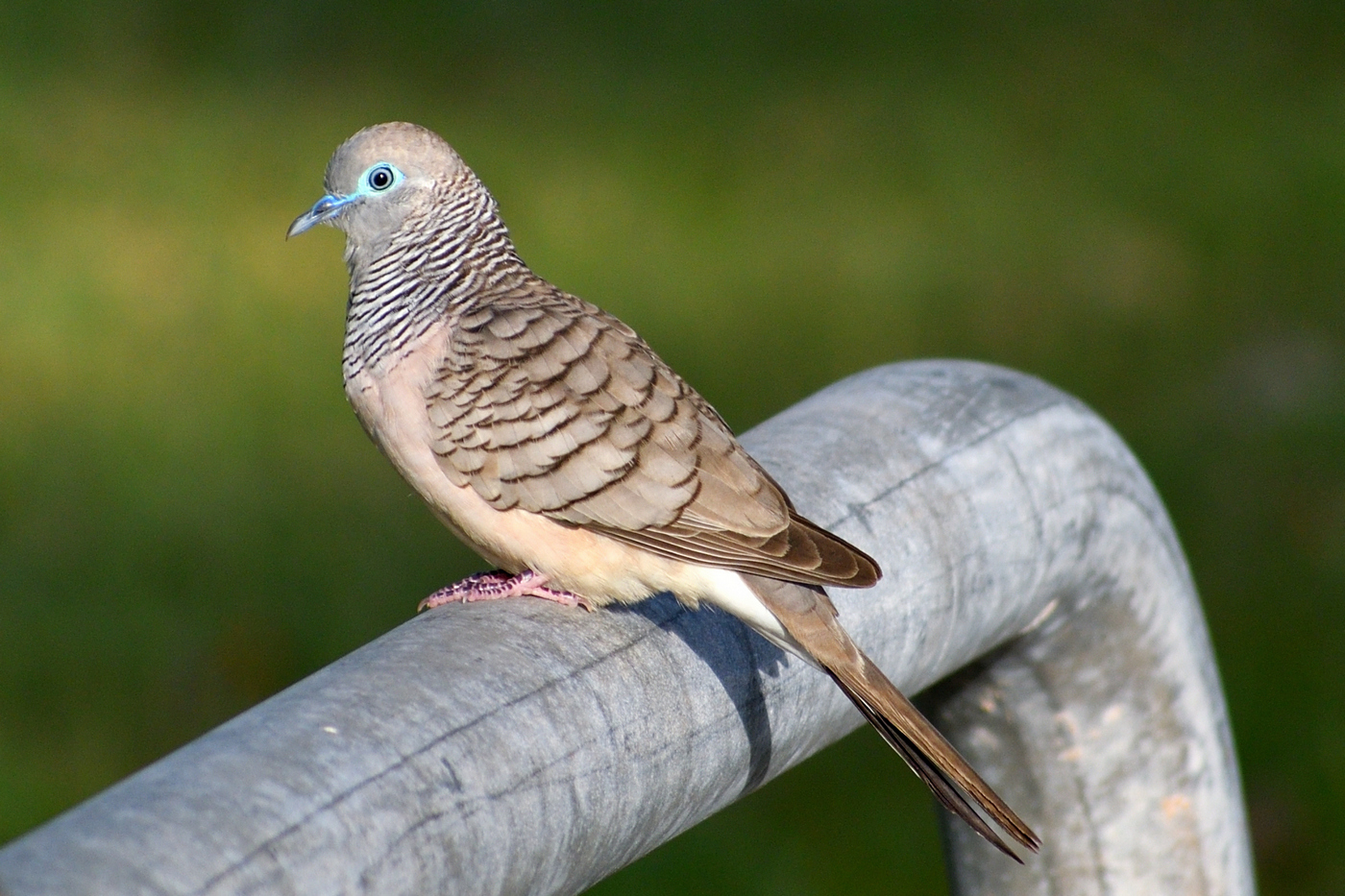 Peaceful Dove (Image ID 35441)
