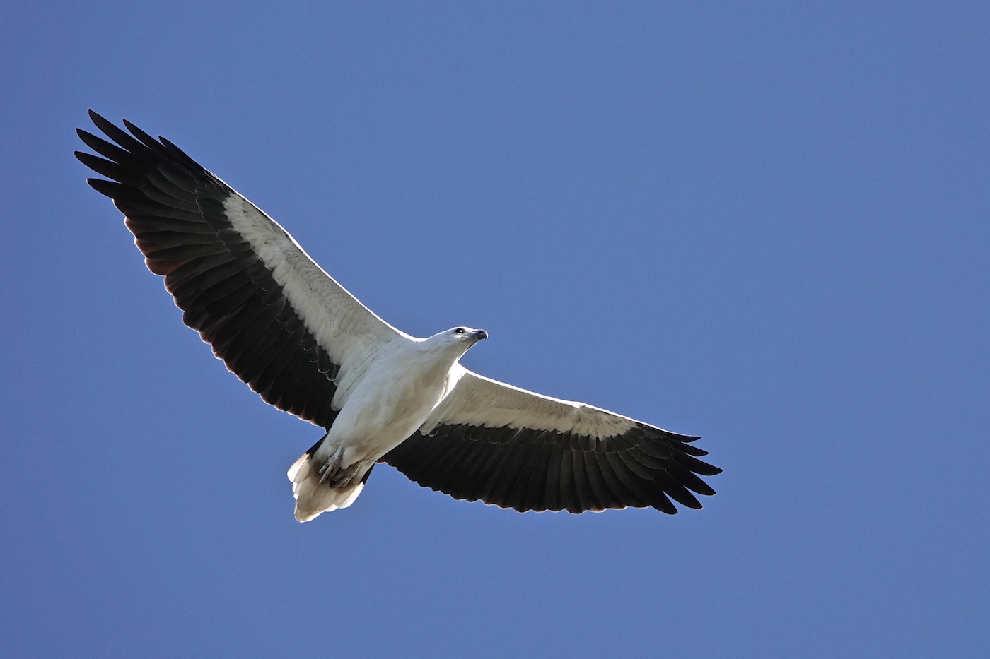 White-bellied Sea-Eagle (Image ID 35297)