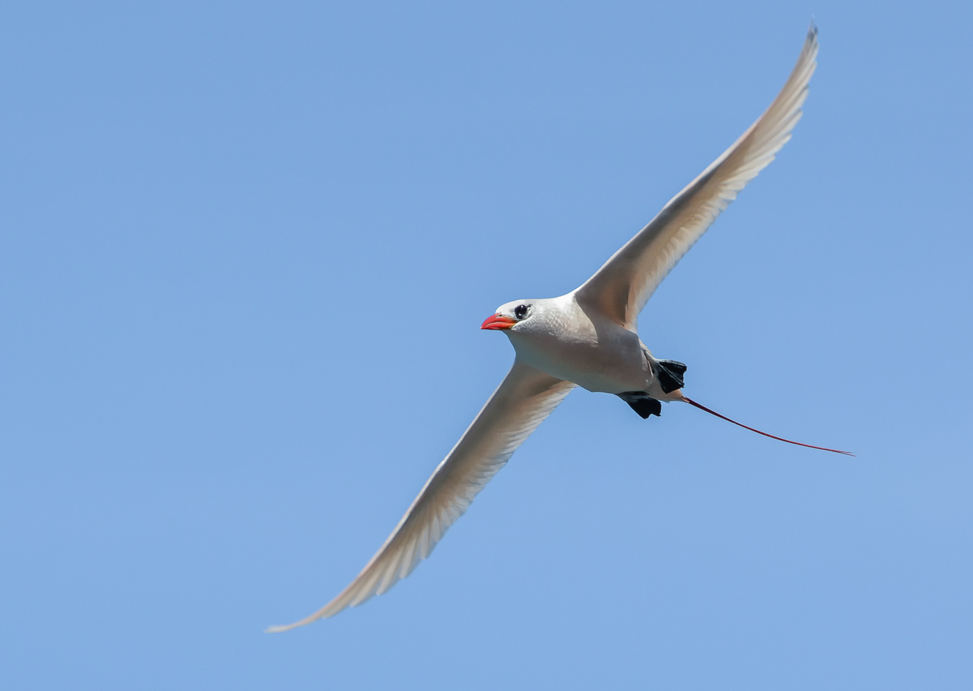 Red-tailed Tropicbird (Image ID 35241)