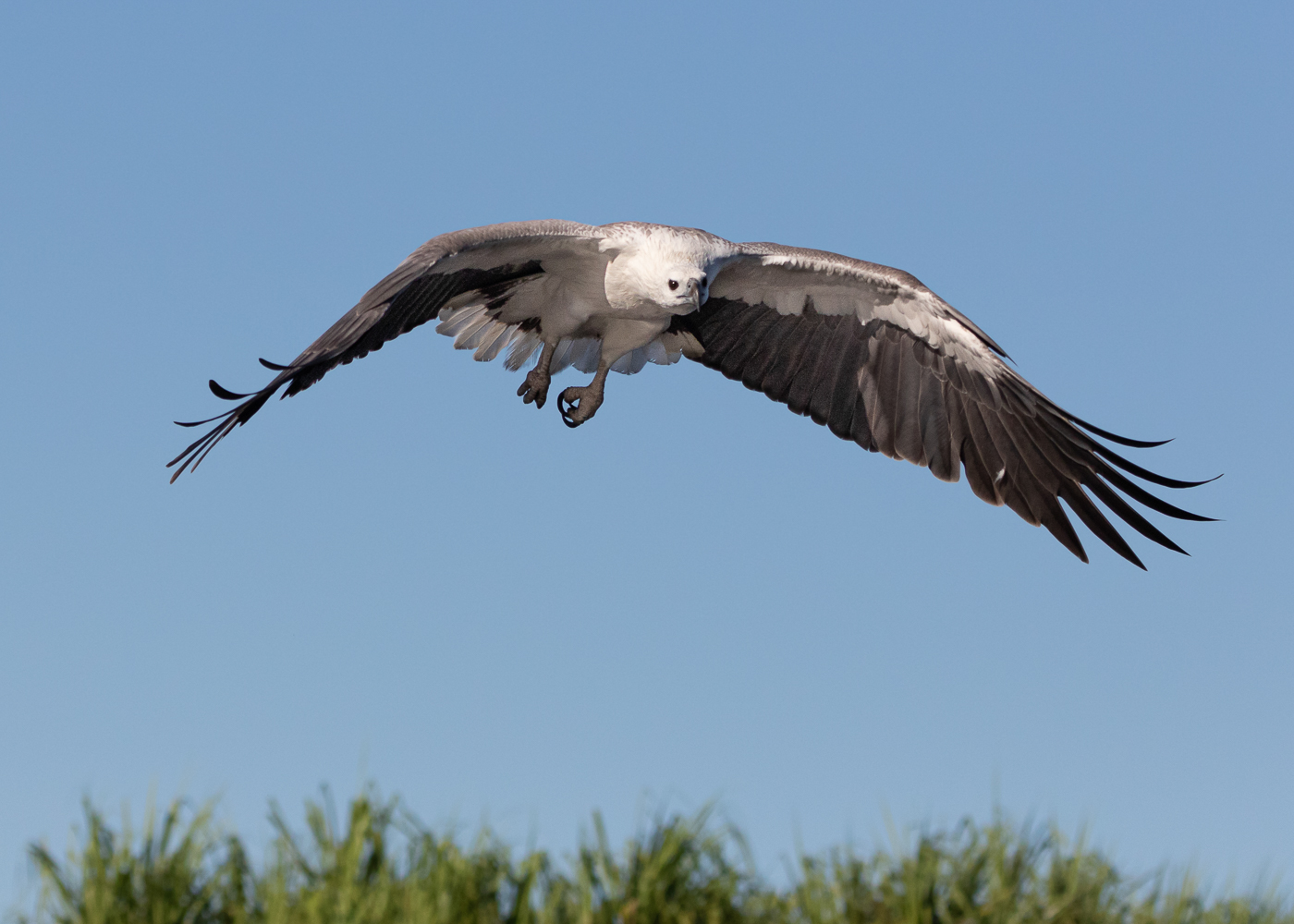 White-bellied Sea-Eagle (Image ID 35516)
