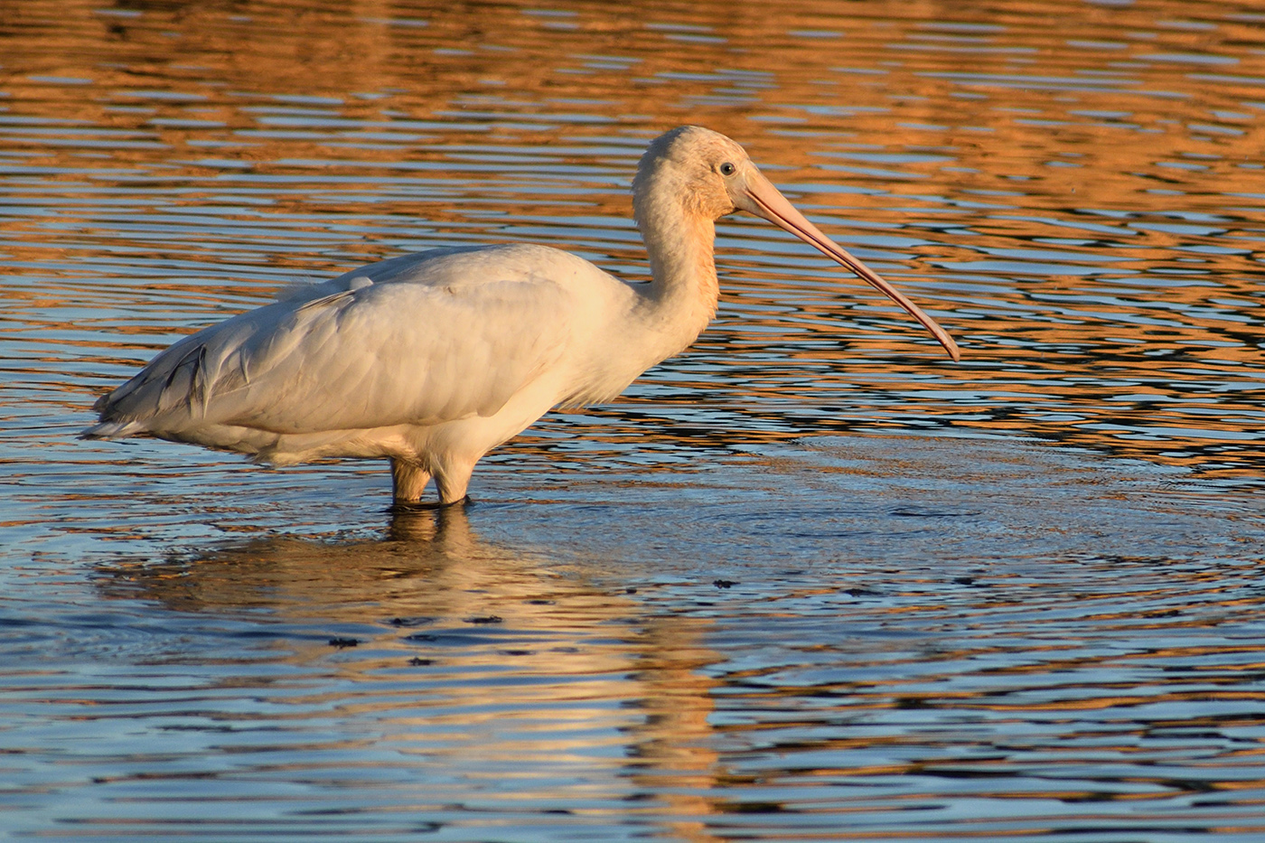 Yellow-billed Spoonbill (Image ID 35443)