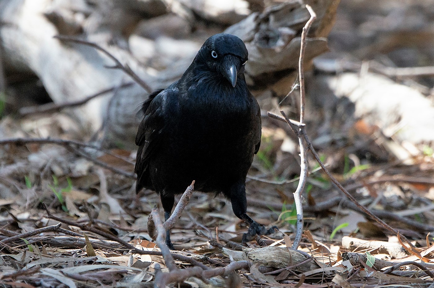 Little Raven (Image ID 35338)