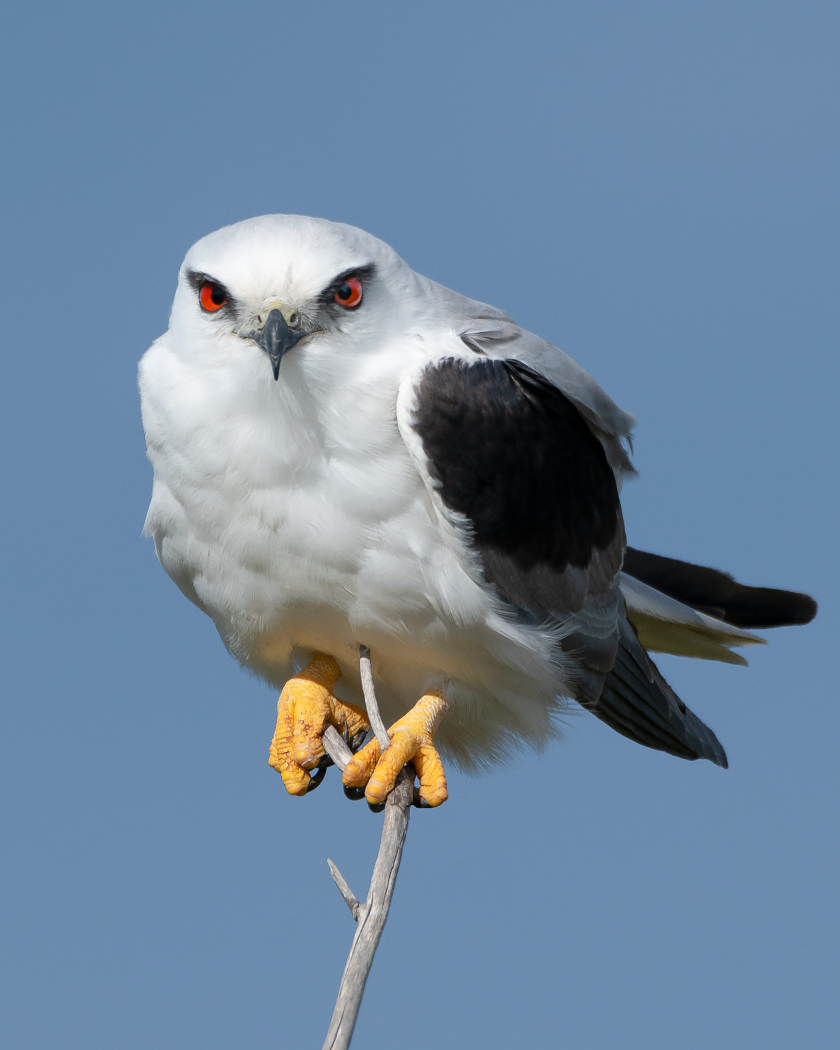 Black-shouldered Kite (Image ID 35453)