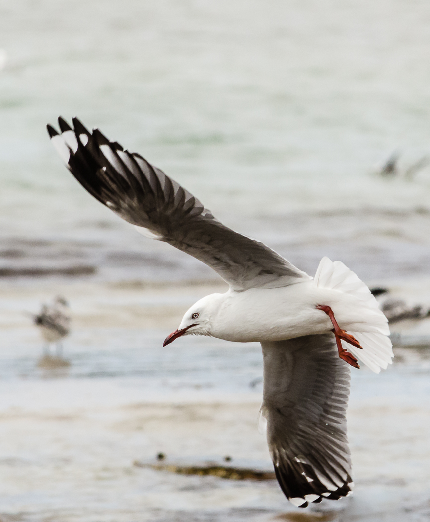 Silver Gull (Image ID 35101)