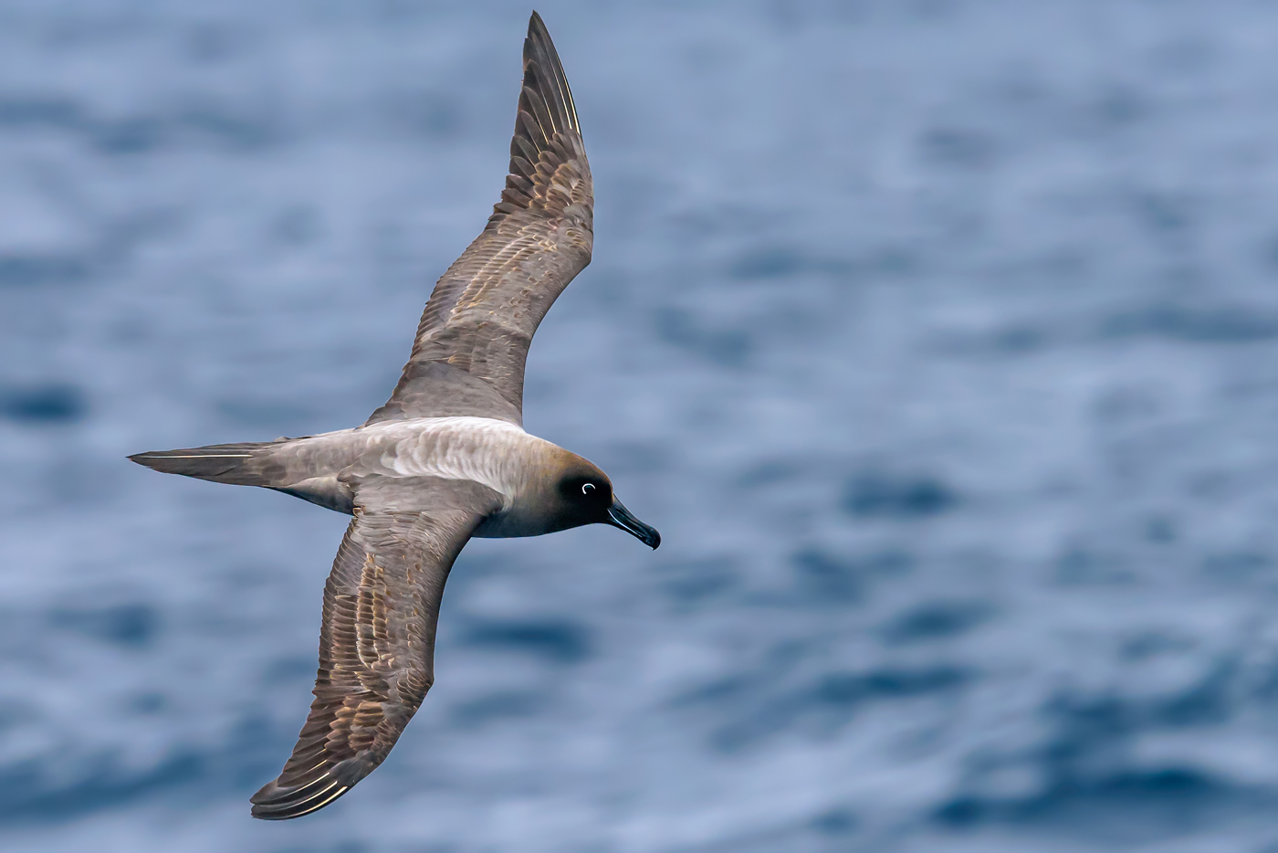 Light-mantled Sooty Albatross (Image ID 35121)