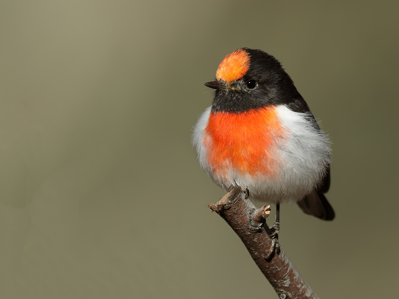 Red-capped Robin (Image ID 35255)