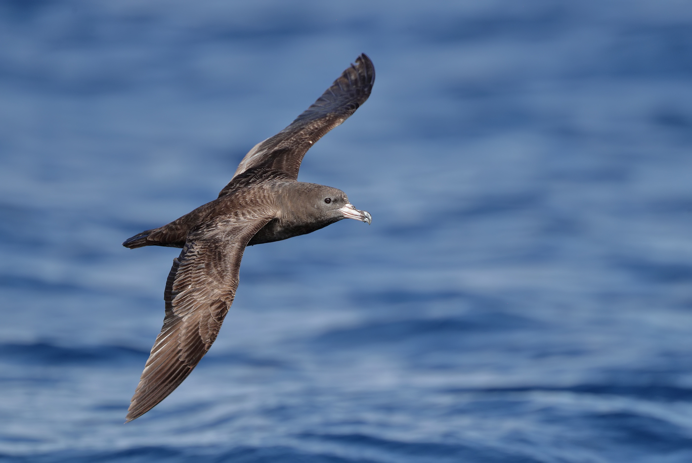 Flesh-footed Shearwater (Image ID 35351)