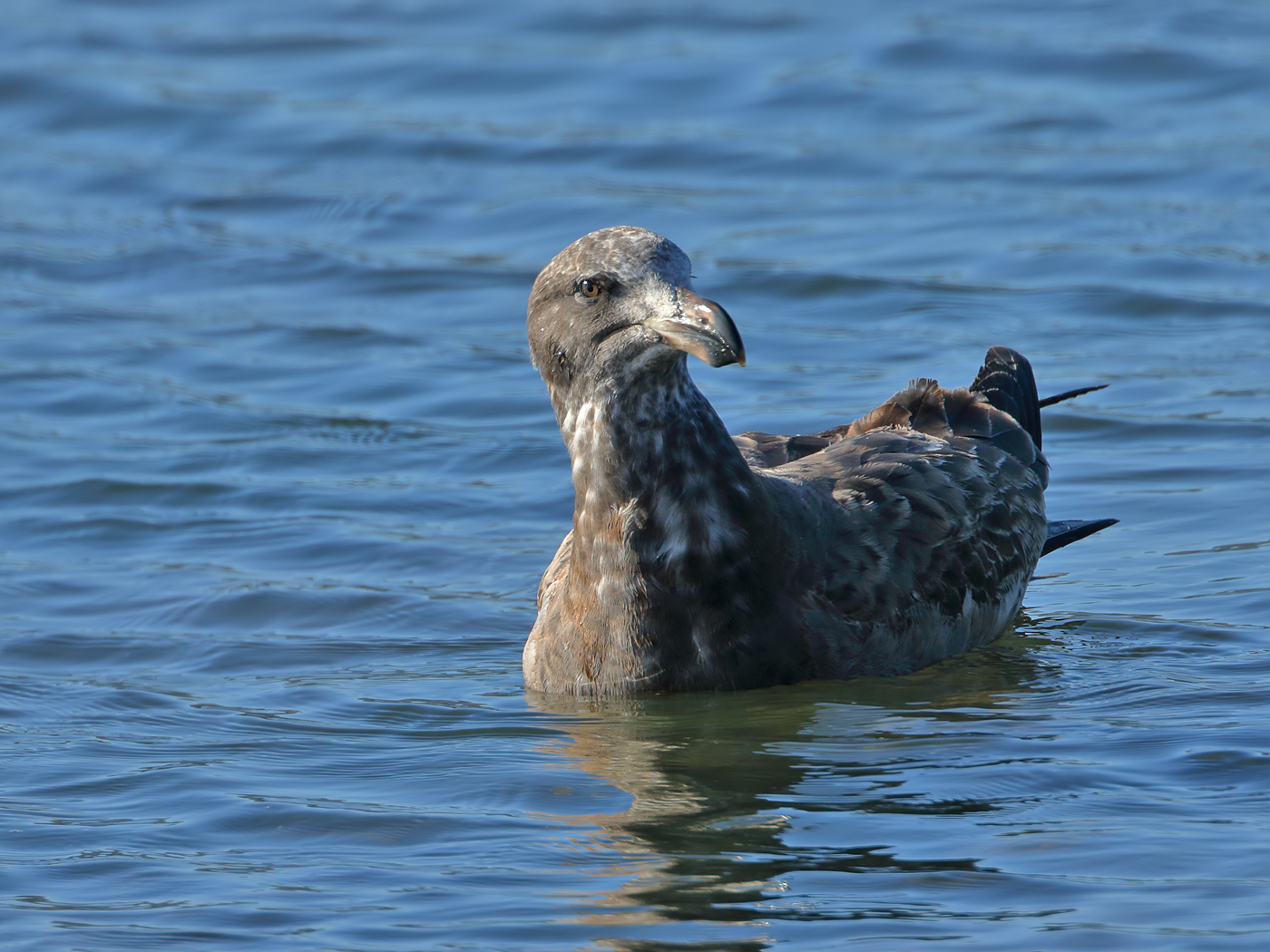 Pacific Gull (Image ID 35449)