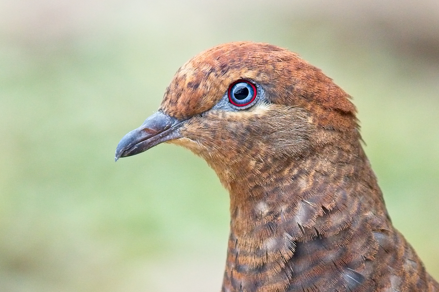Brown Cuckoo-Dove (Image ID 35154)