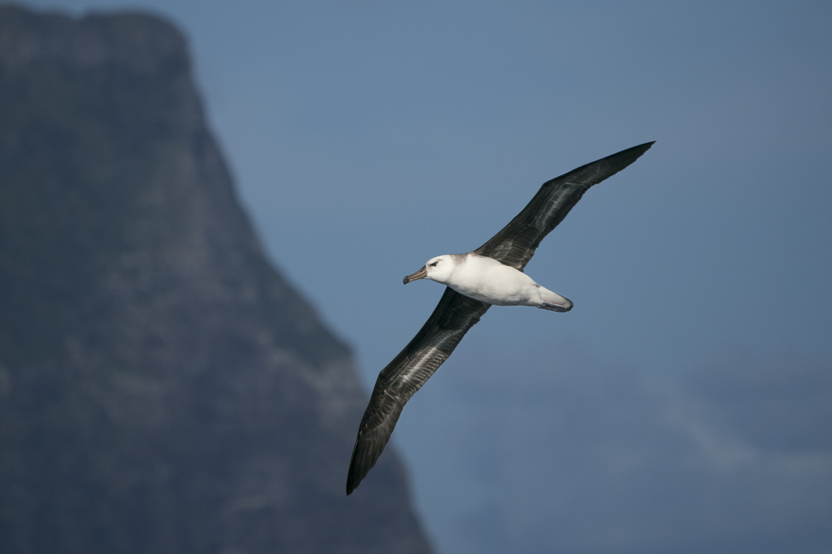 Black-browed Albatross (Image ID 35195)