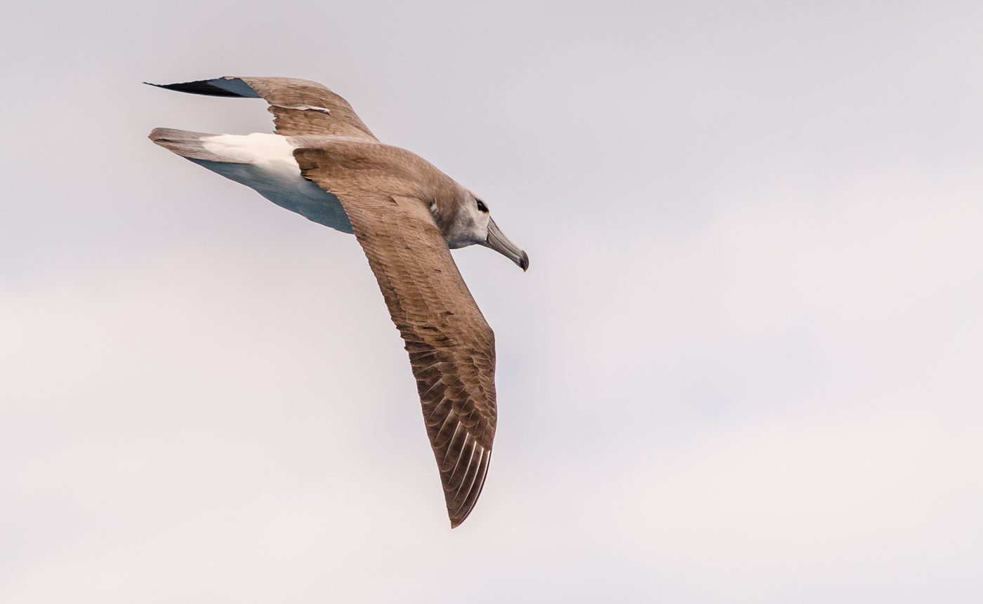 Shy Albatross (Image ID 35522)