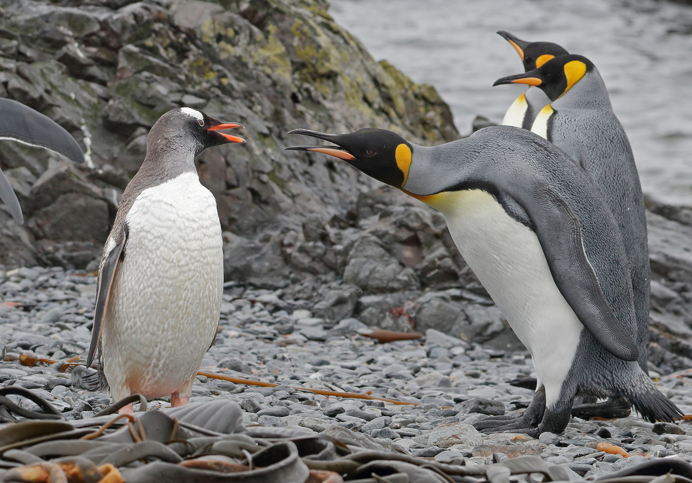 King Penguin,Gentoo Penguin (Image ID 35508)