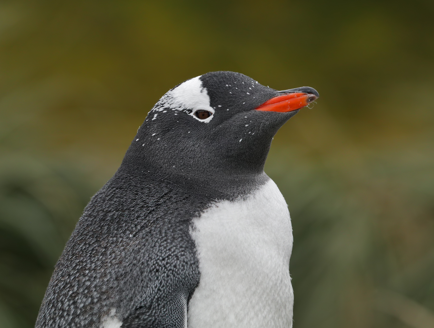 Gentoo Penguin (Image ID 35333)