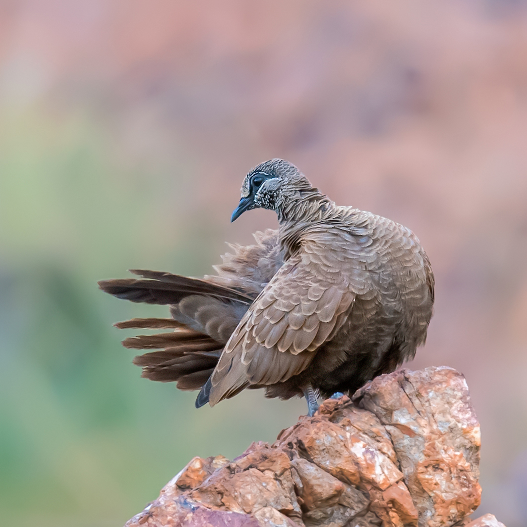 White-quilled Rock-Pigeon (Image ID 35167)