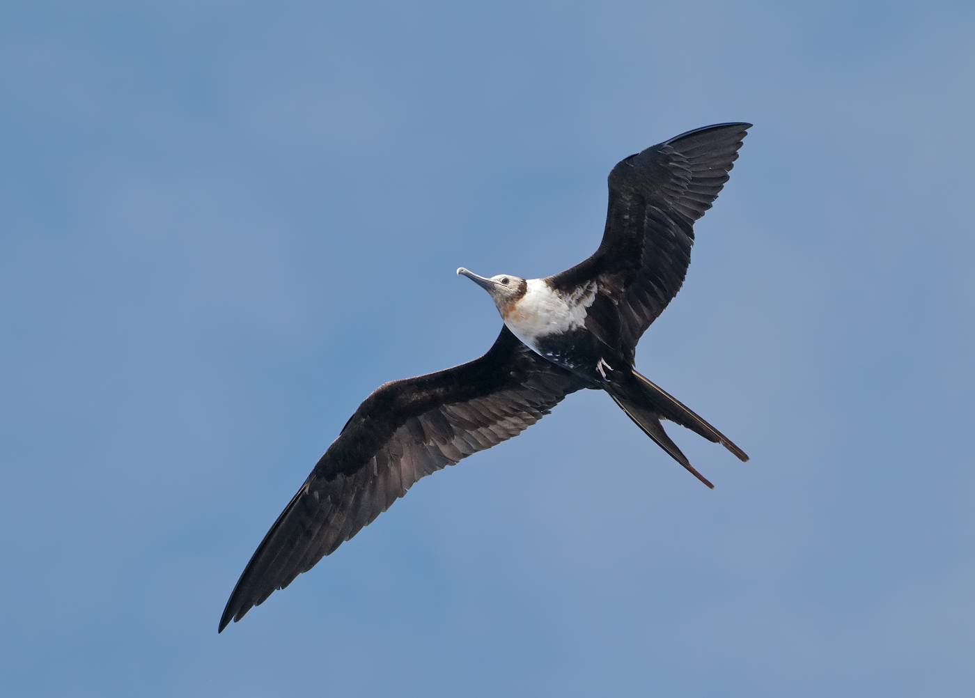Lesser Frigatebird (Image ID 35185)