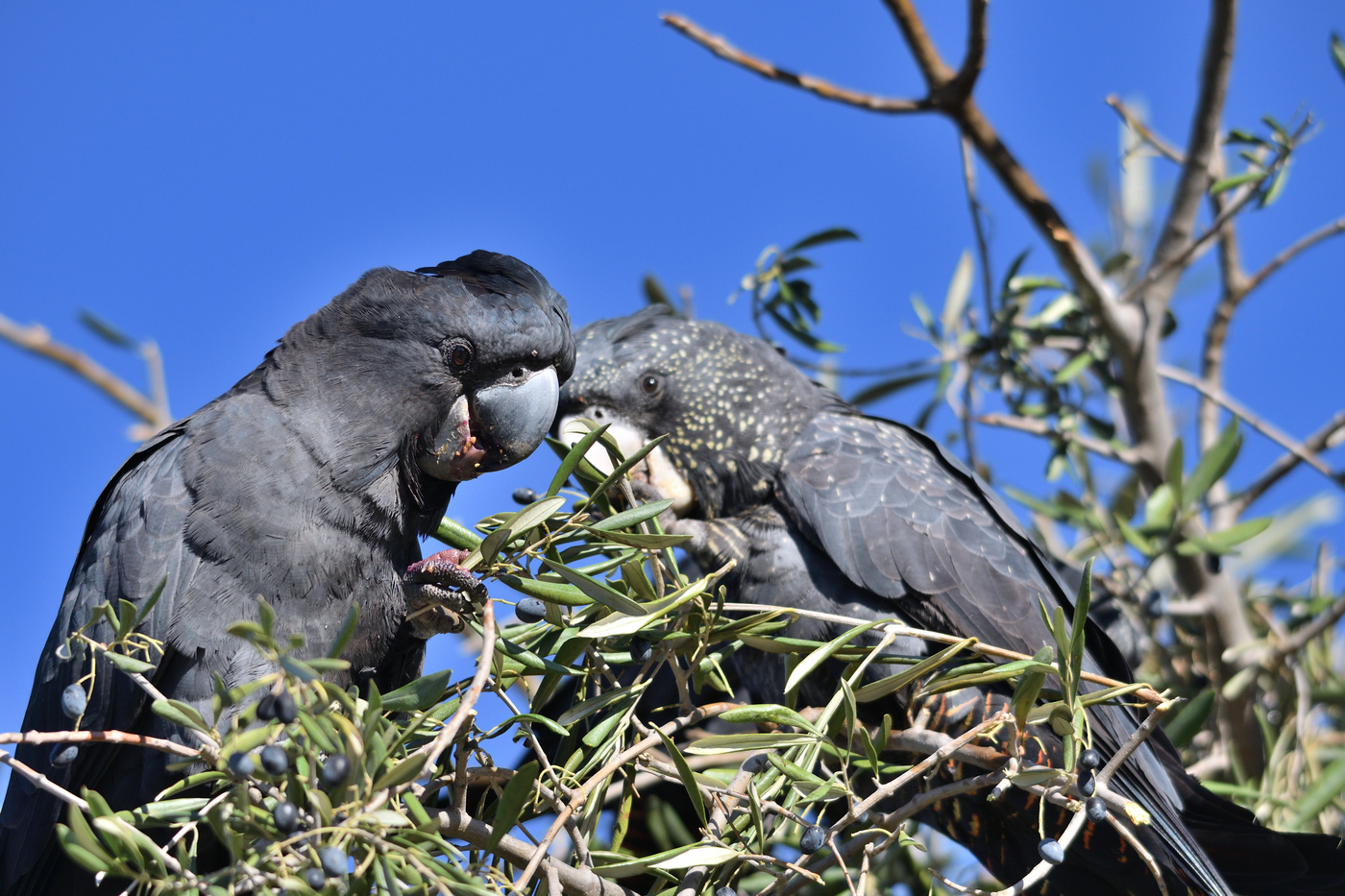 Red-tailed Black-Cockatoo (Image ID 35444)