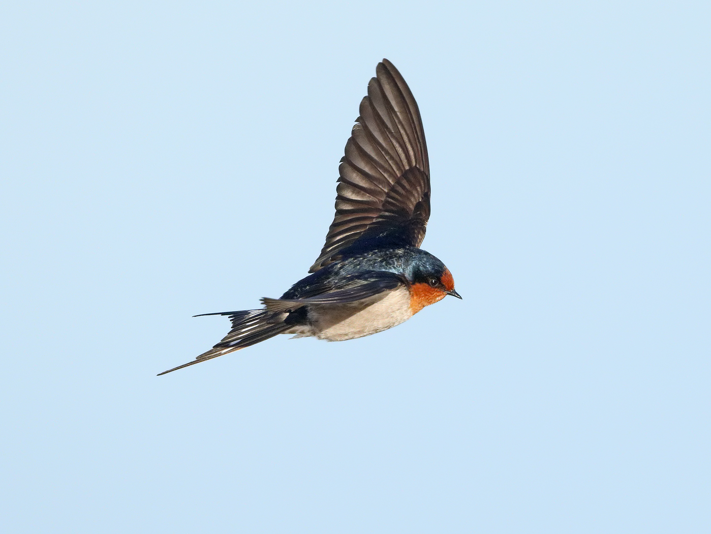 Welcome Swallow (Image ID 35423)