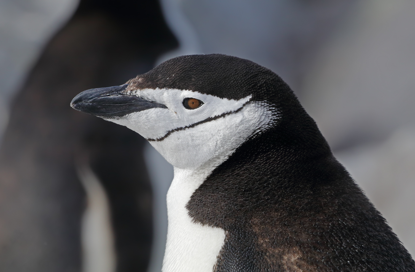 Chinstrap Penguin (Image ID 35268)