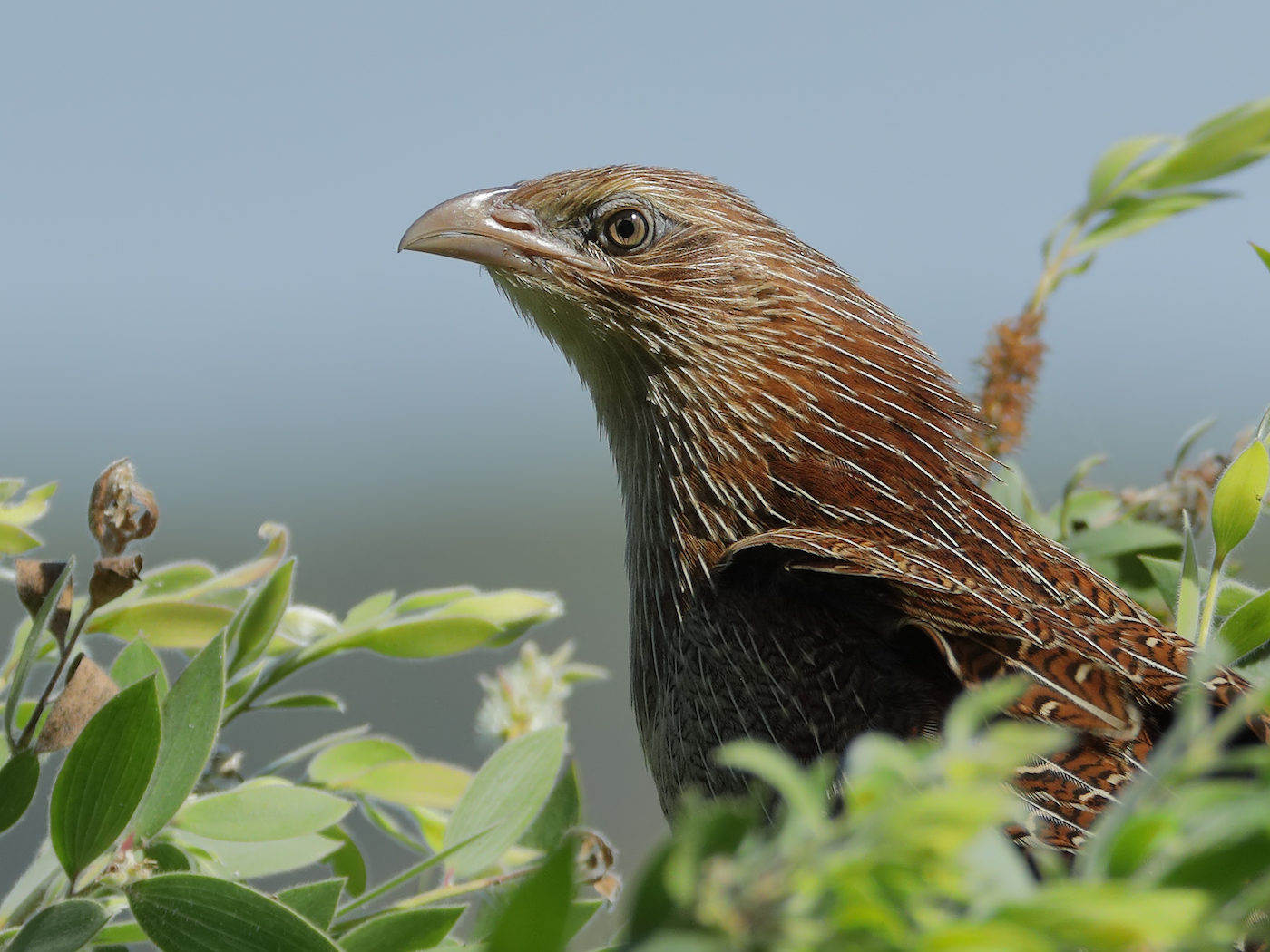 Pheasant Coucal (Image ID 35536)