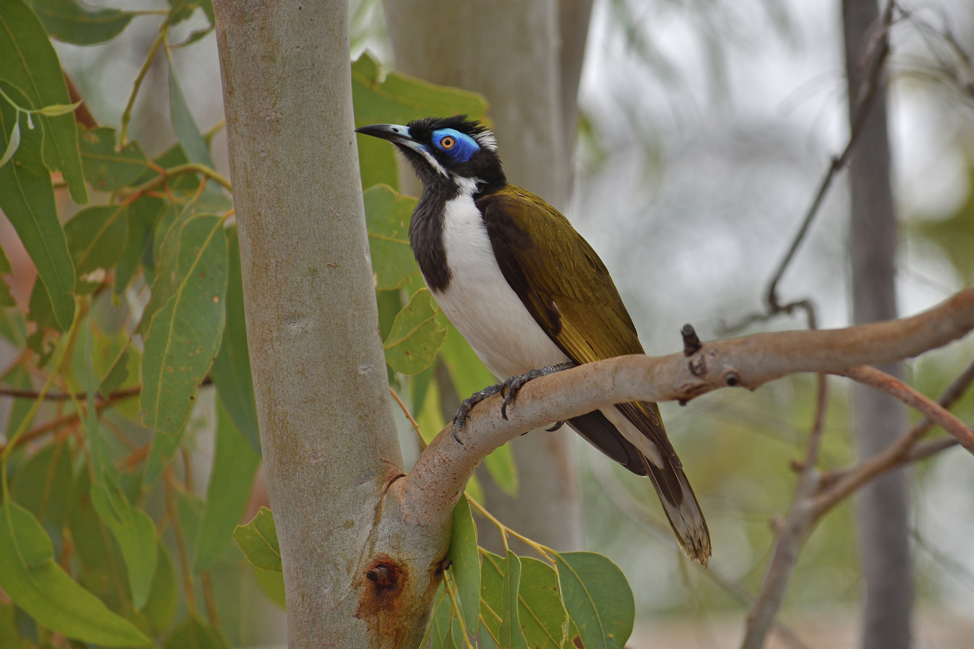 Blue-faced Honeyeater complex (Image ID 35435)
