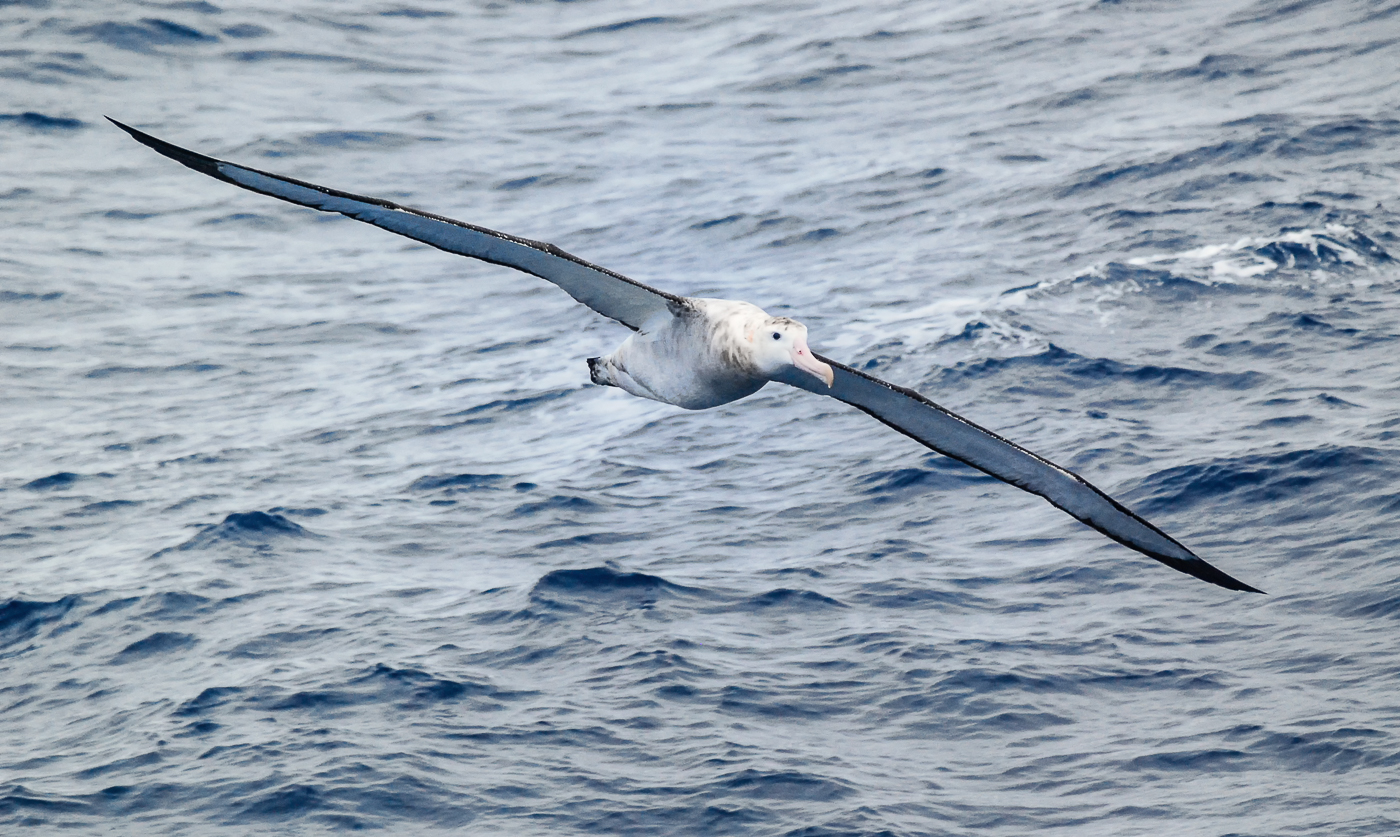 Wandering Albatross (Image ID 35525)