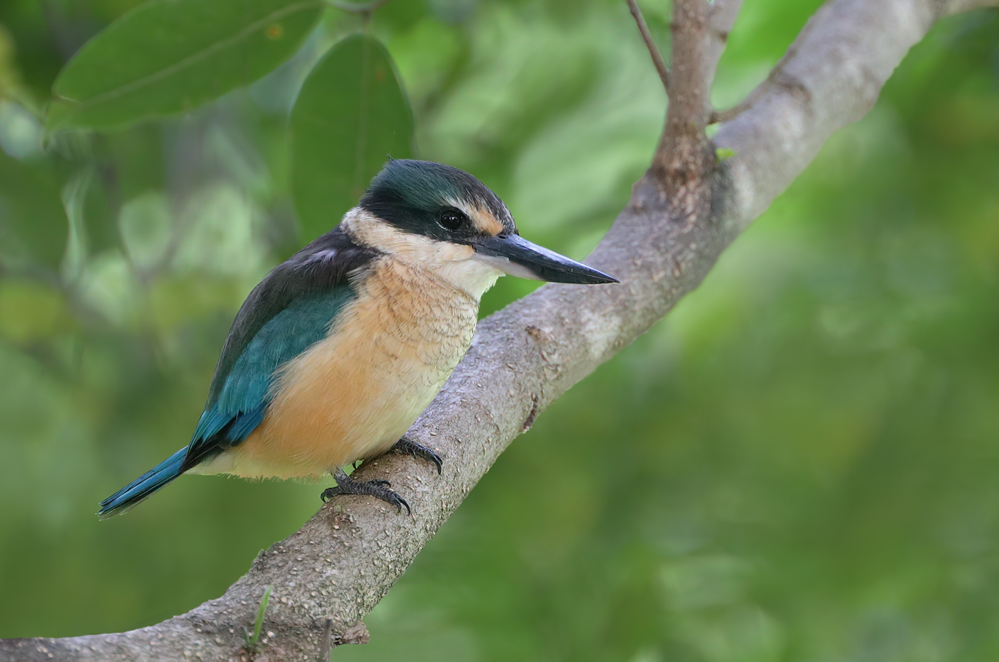 Sacred Kingfisher (Image ID 35457)