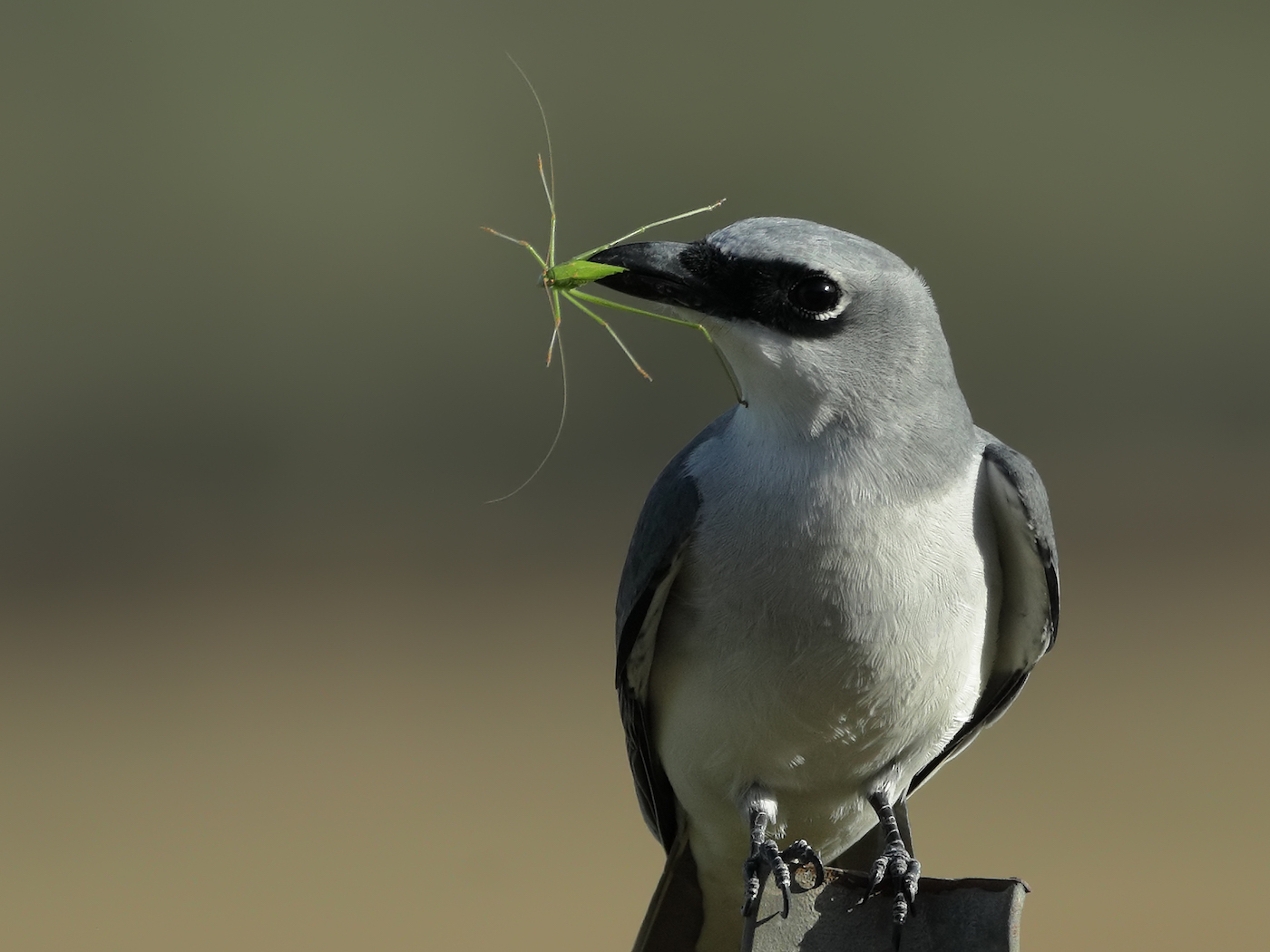 White-bellied Cuckoo-shrike (Image ID 35421)