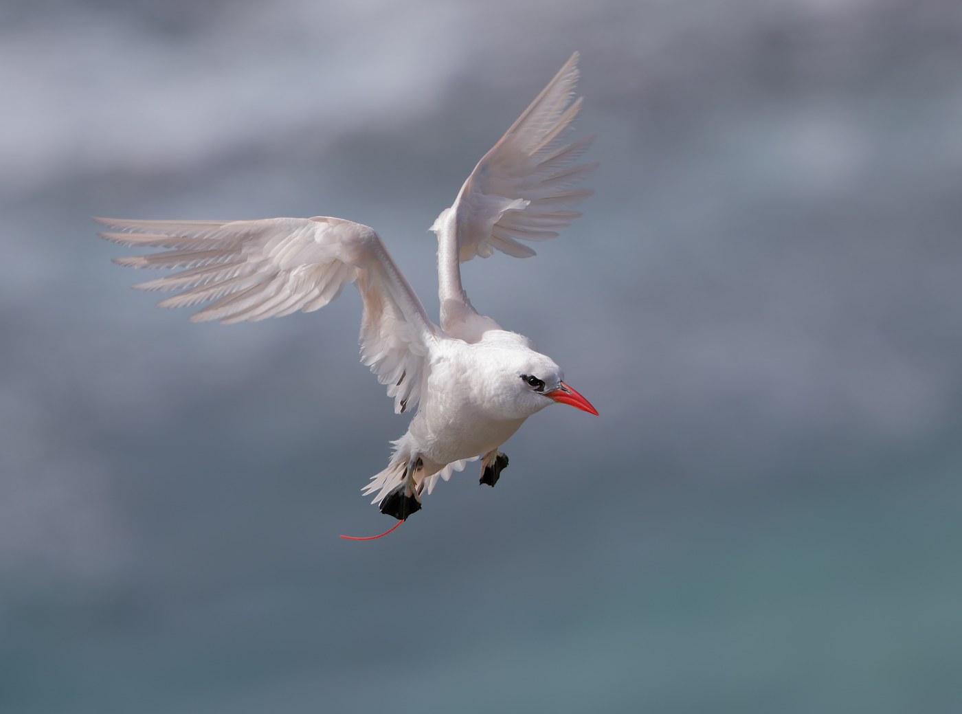 Red-tailed Tropicbird (Image ID 35425)