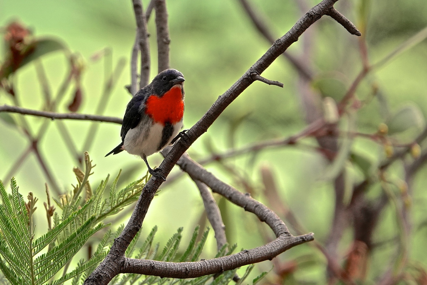 Mistletoebird (Image ID 35296)