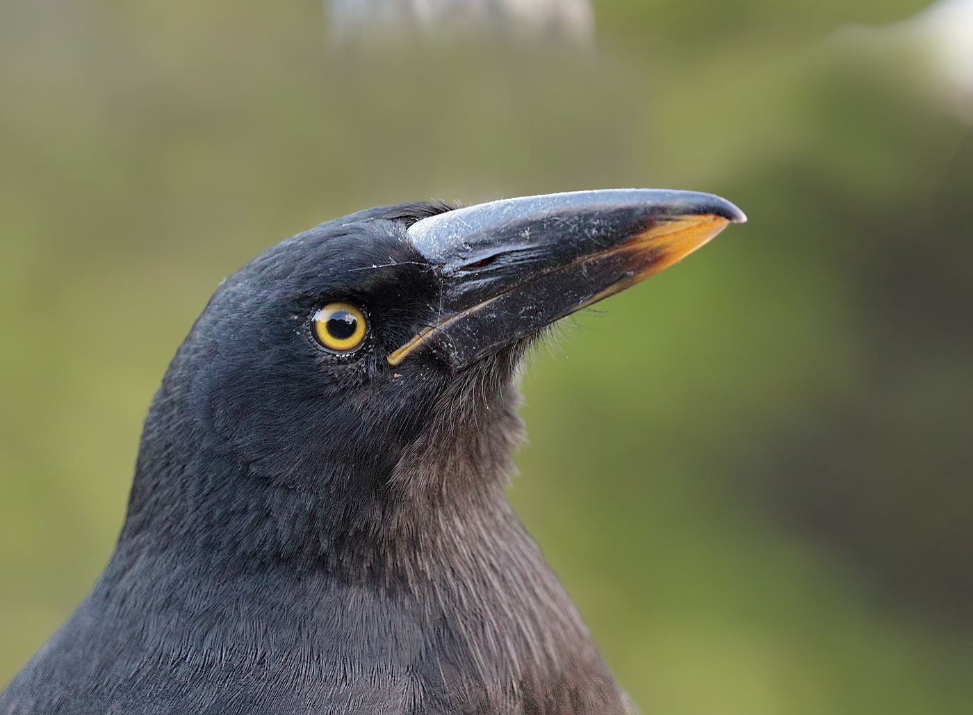 Pied Currawong (Image ID 35138)