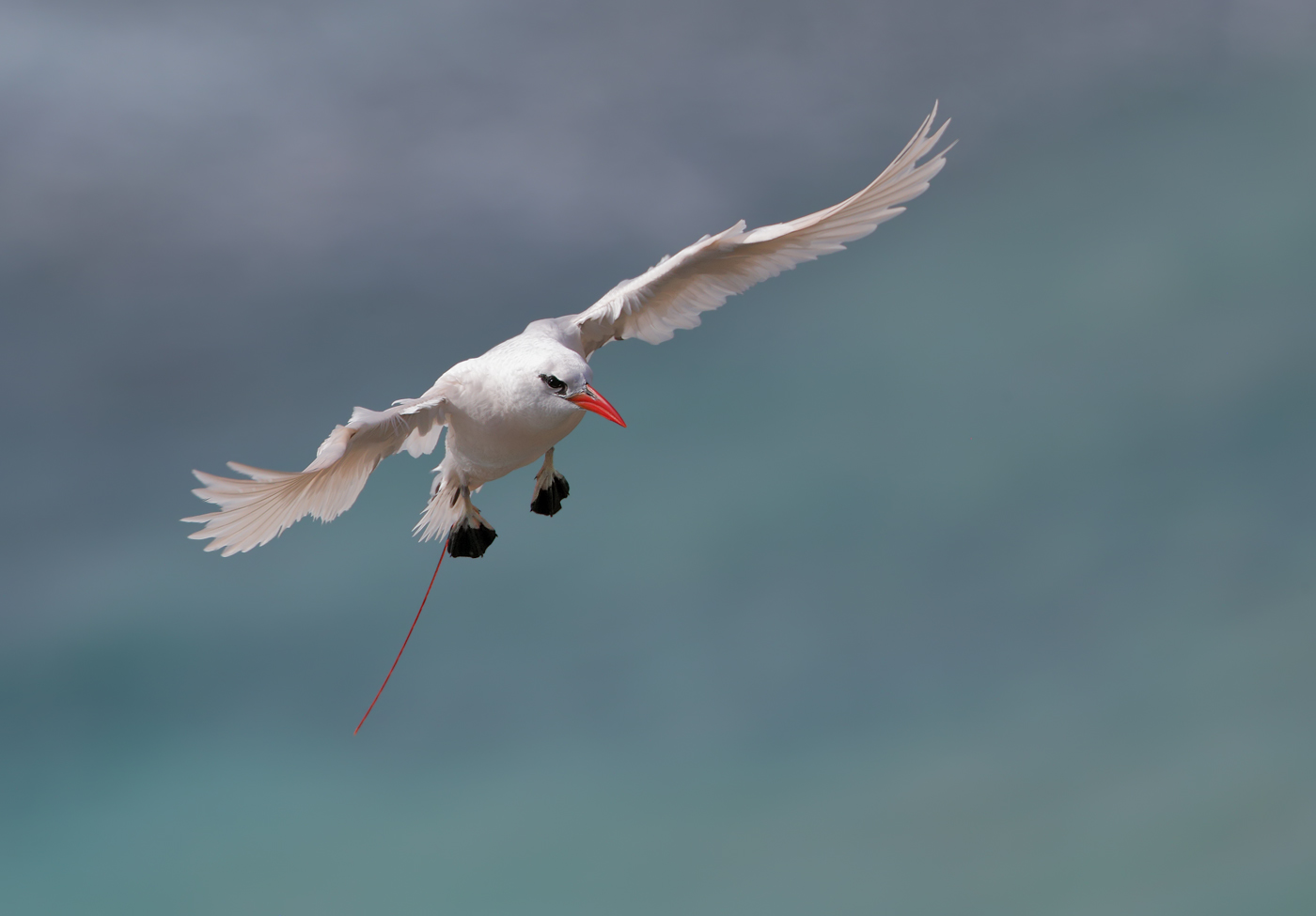 Red-tailed Tropicbird (Image ID 35424)