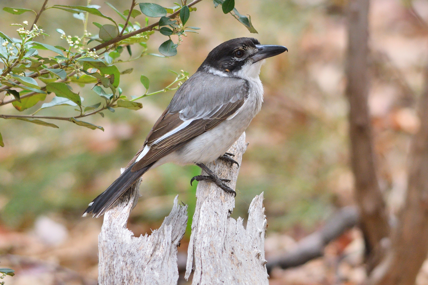 Grey Butcherbird (Image ID 35439)