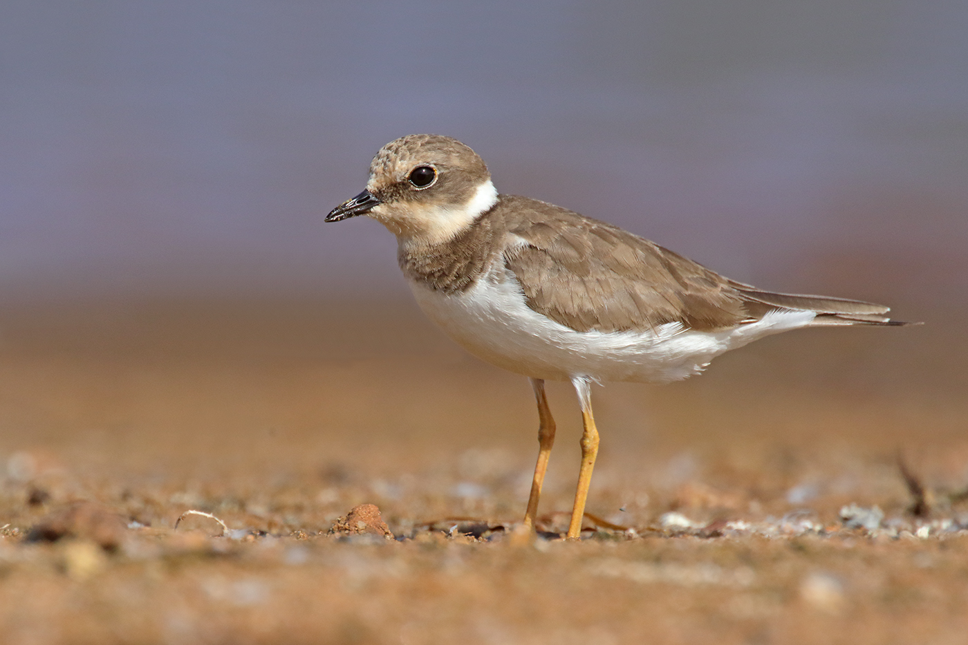 Little Ringed Plover (Image ID 35214)