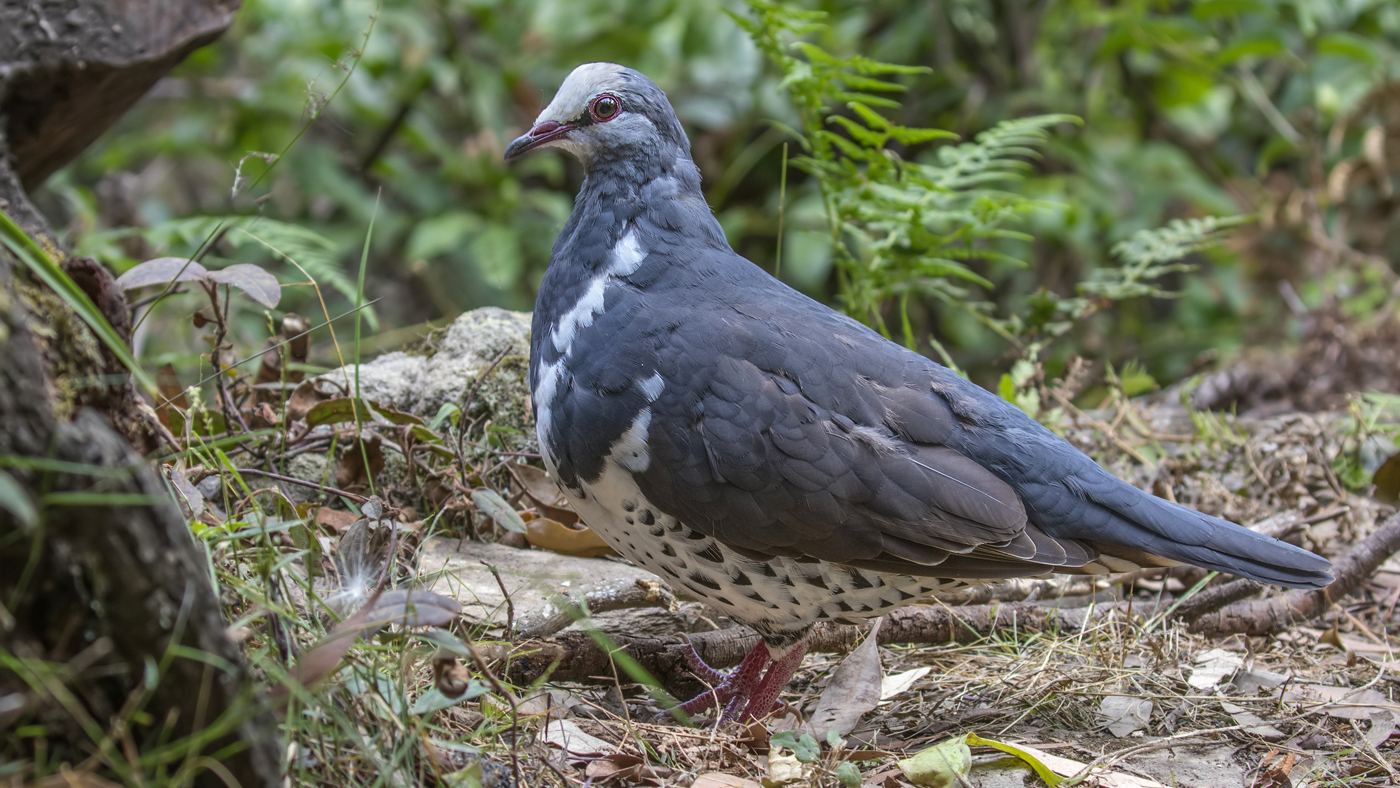 Wonga Pigeon (Image ID 35504)