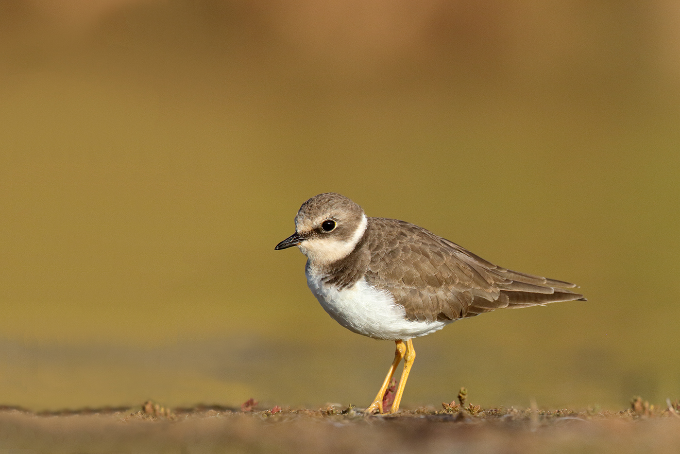 Little Ringed Plover (Image ID 35179)