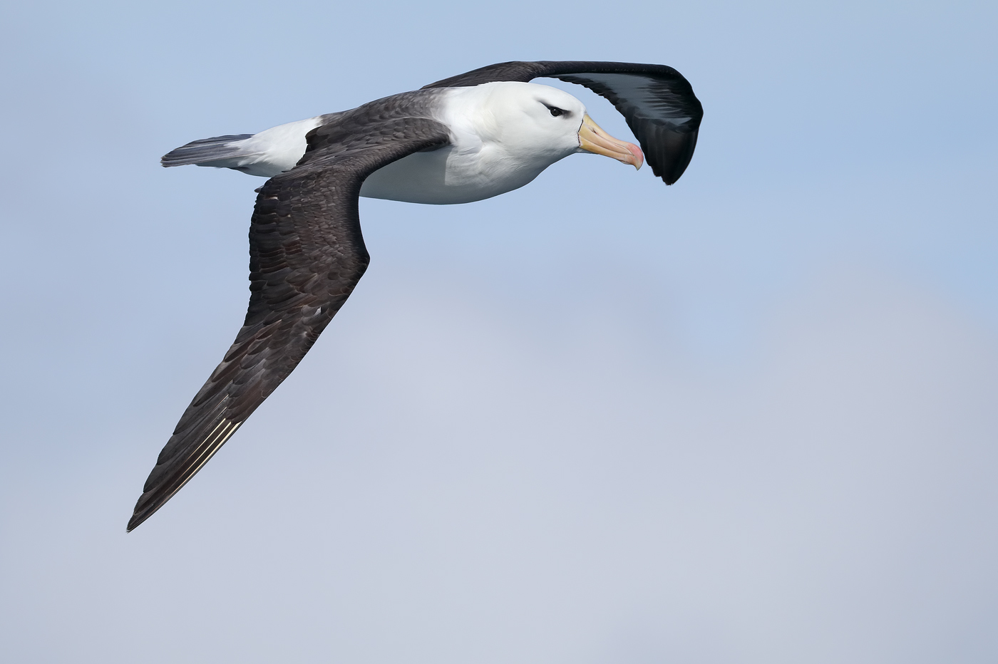 Black-browed Albatross (Image ID 35509)