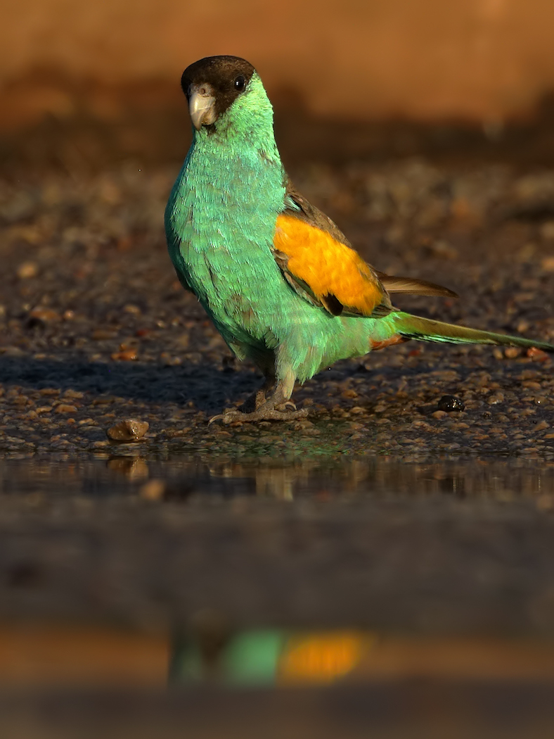 Hooded Parrot (Image ID 35454)