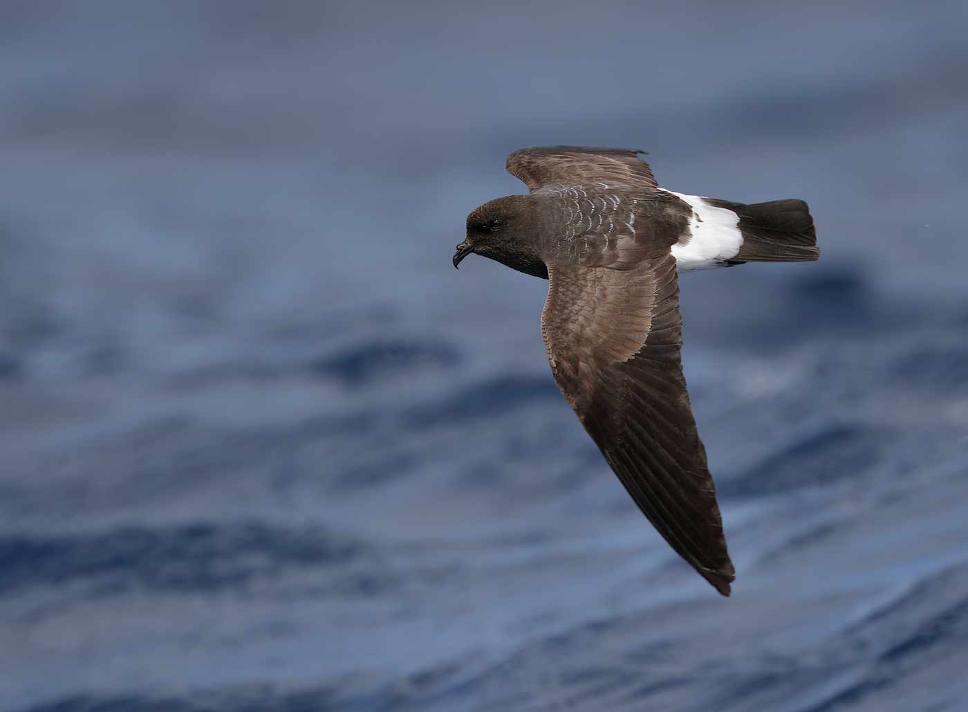 White-bellied Storm-Petrel (Image ID 35162)