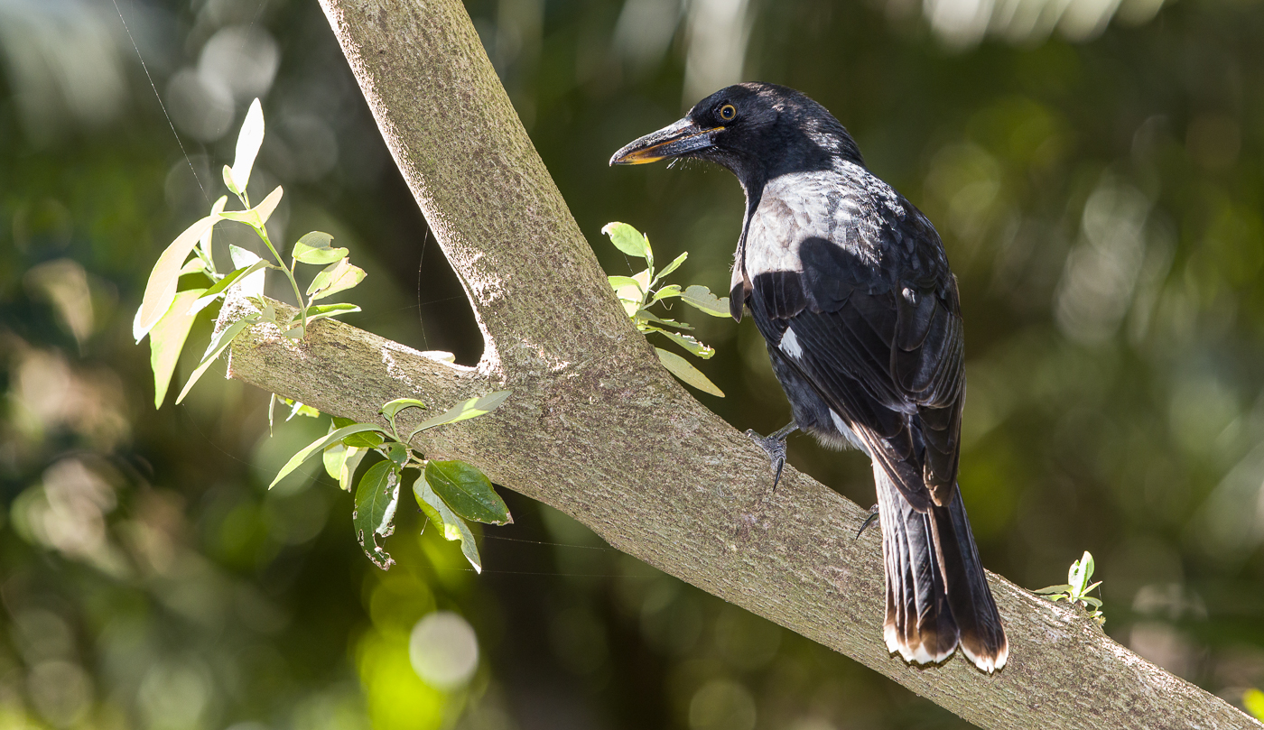 Pied Currawong (Image ID 35528)