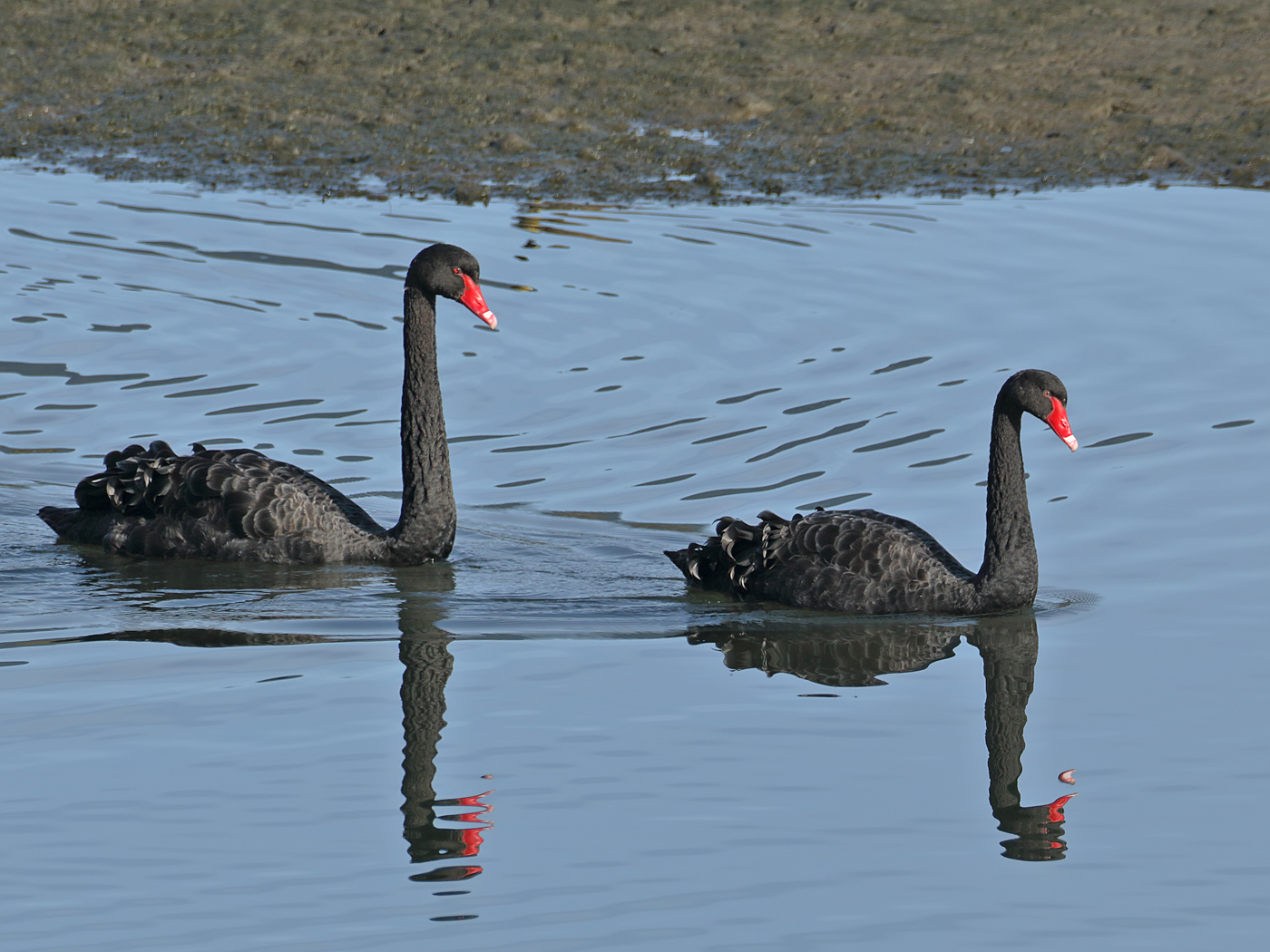 Black Swan (Image ID 35113)