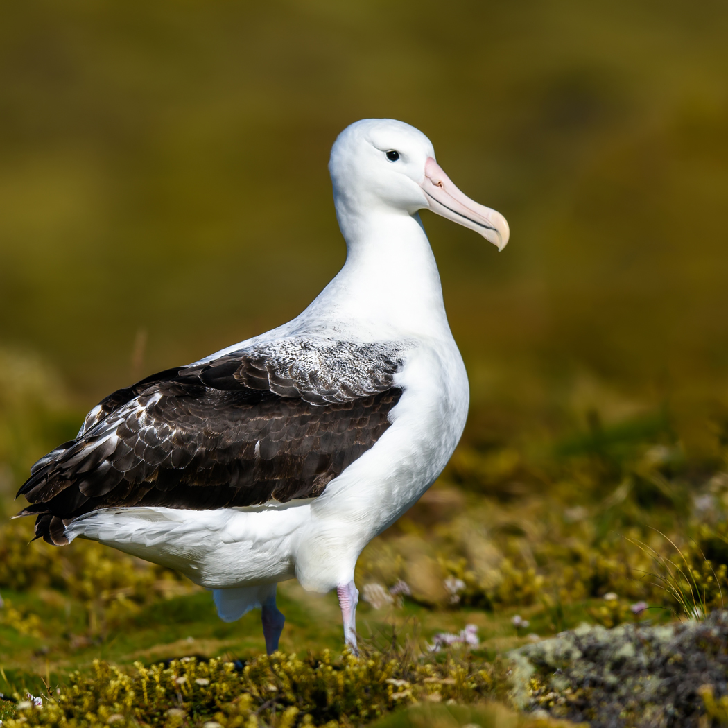 Southern Royal Albatross (Image ID 35143)